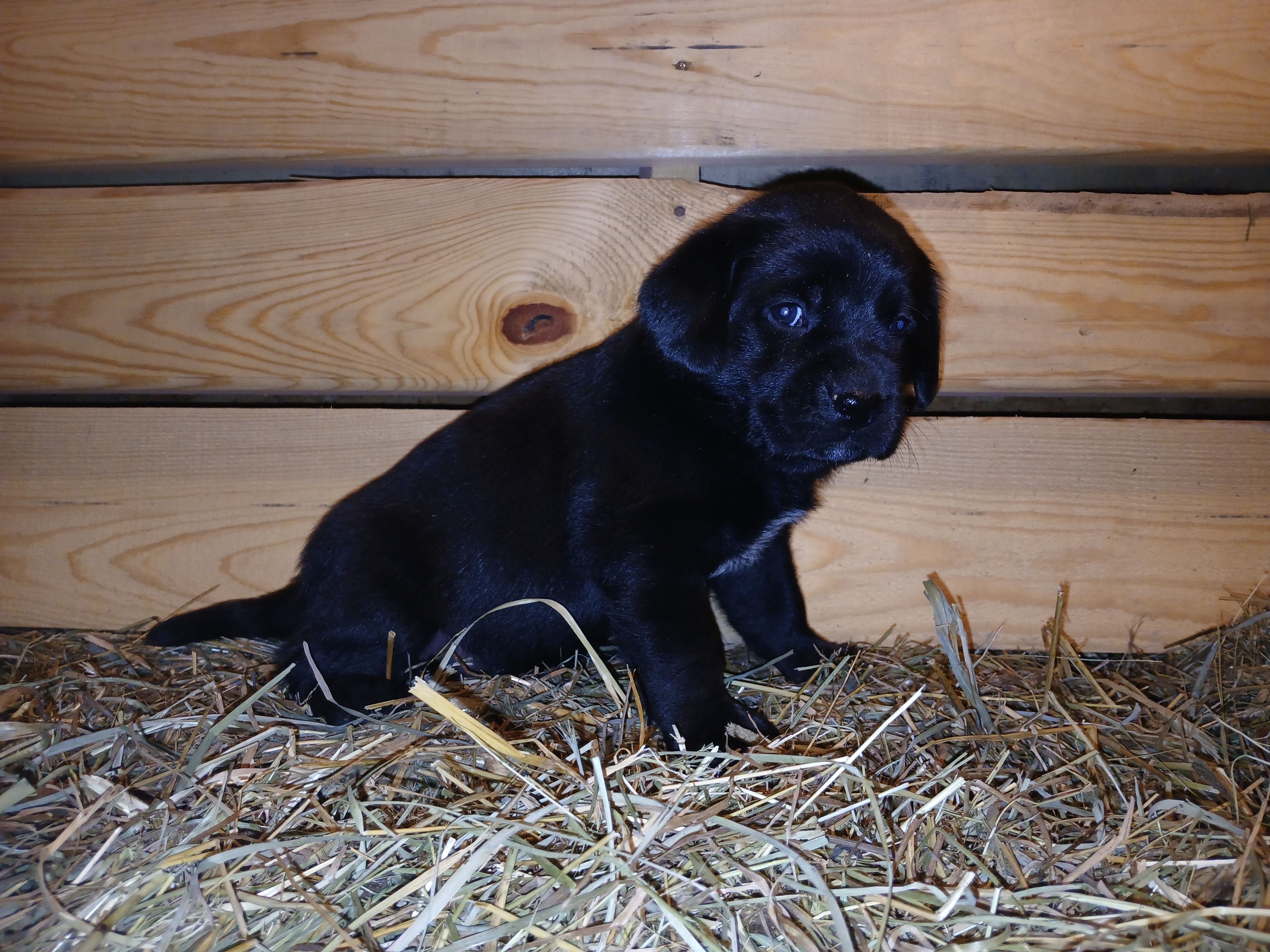 Jade, a female Labrador Retriever for sale in Accident, MD – 5 of 6
