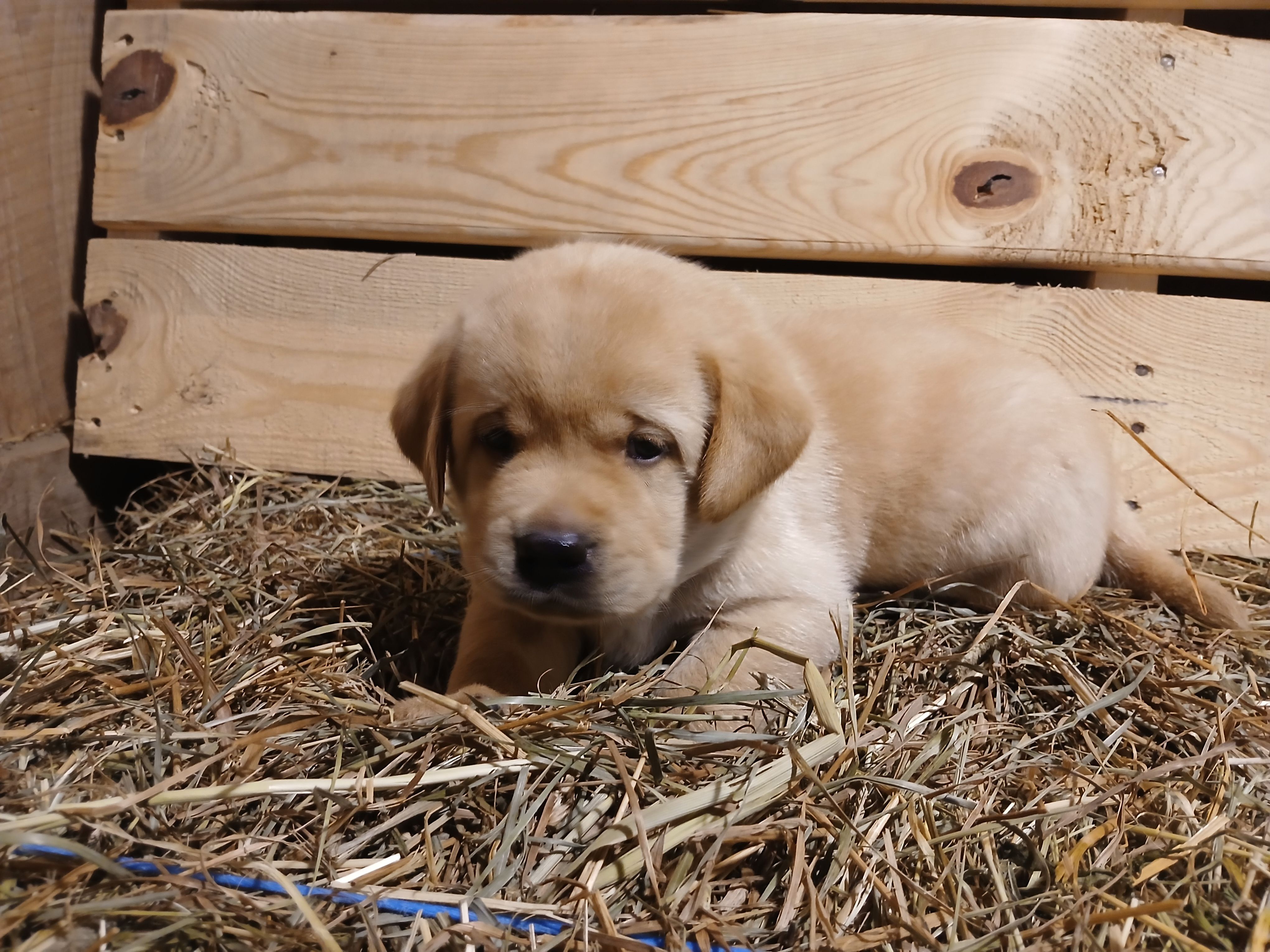Ranger, a male Labrador Retriever for sale in Accident, MD – 4 of 6