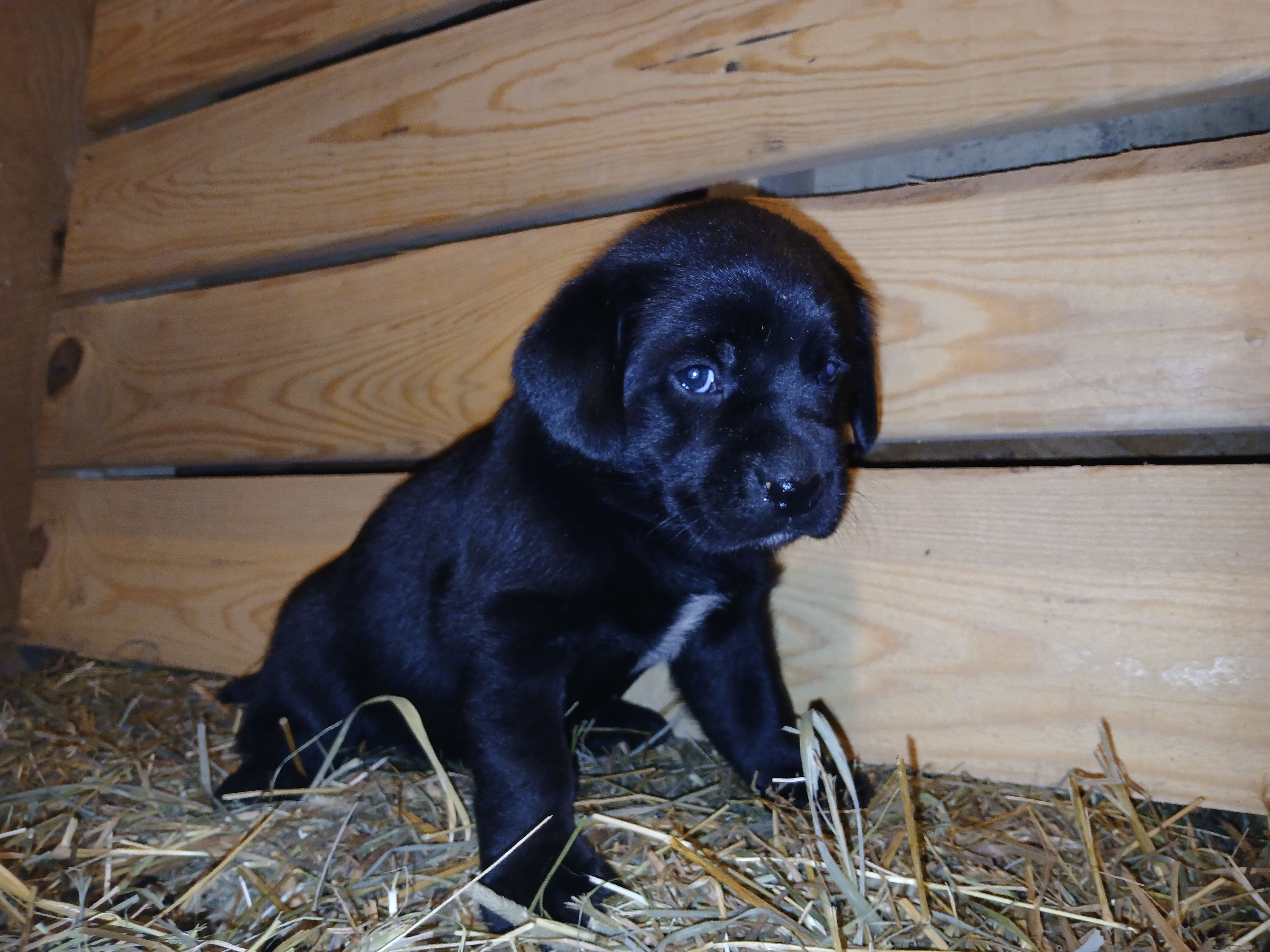 Jade, a female Labrador Retriever for sale in Accident, MD – 2 of 6