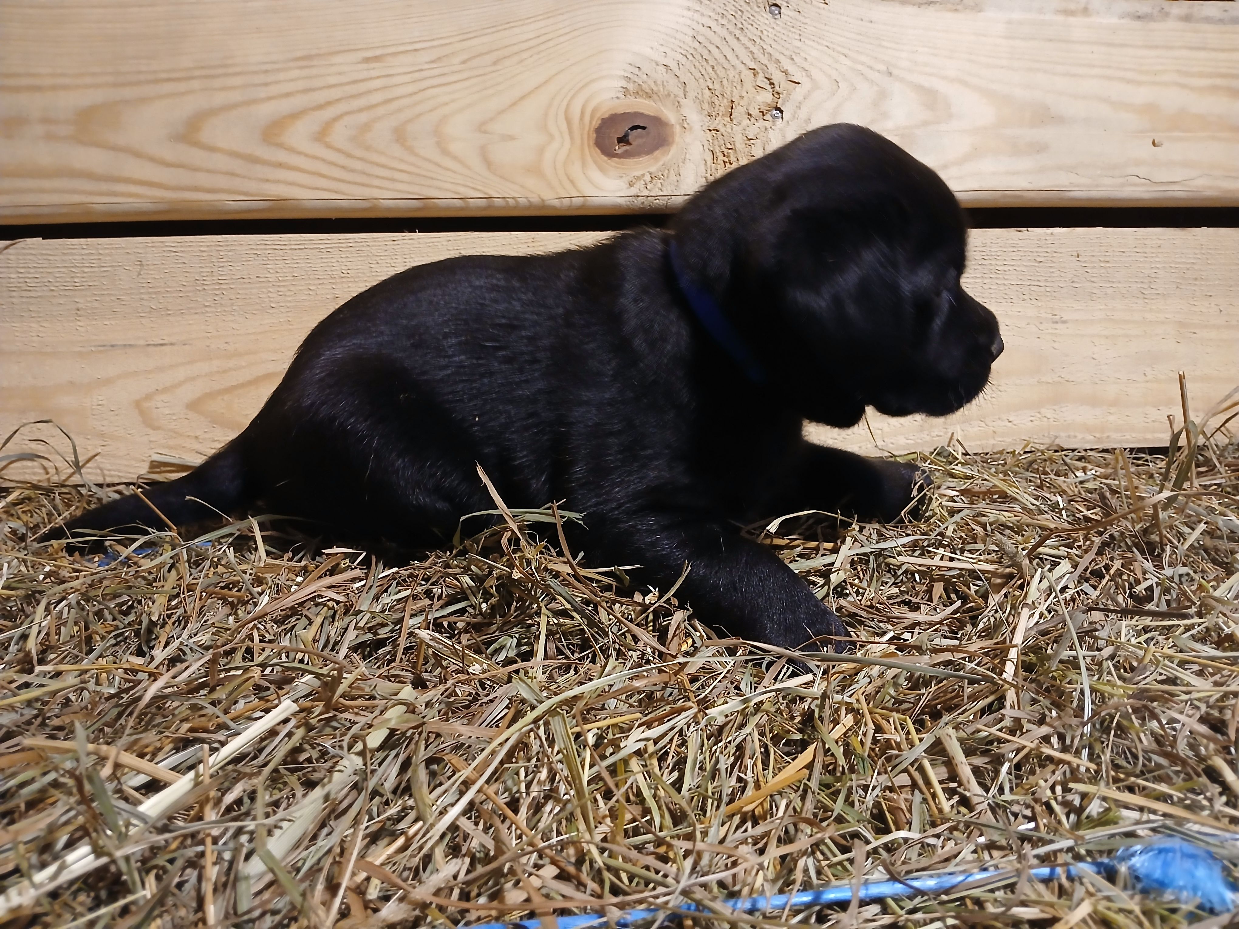 Cinder, a male Labrador Retriever for sale in Accident, MD – 5 of 6