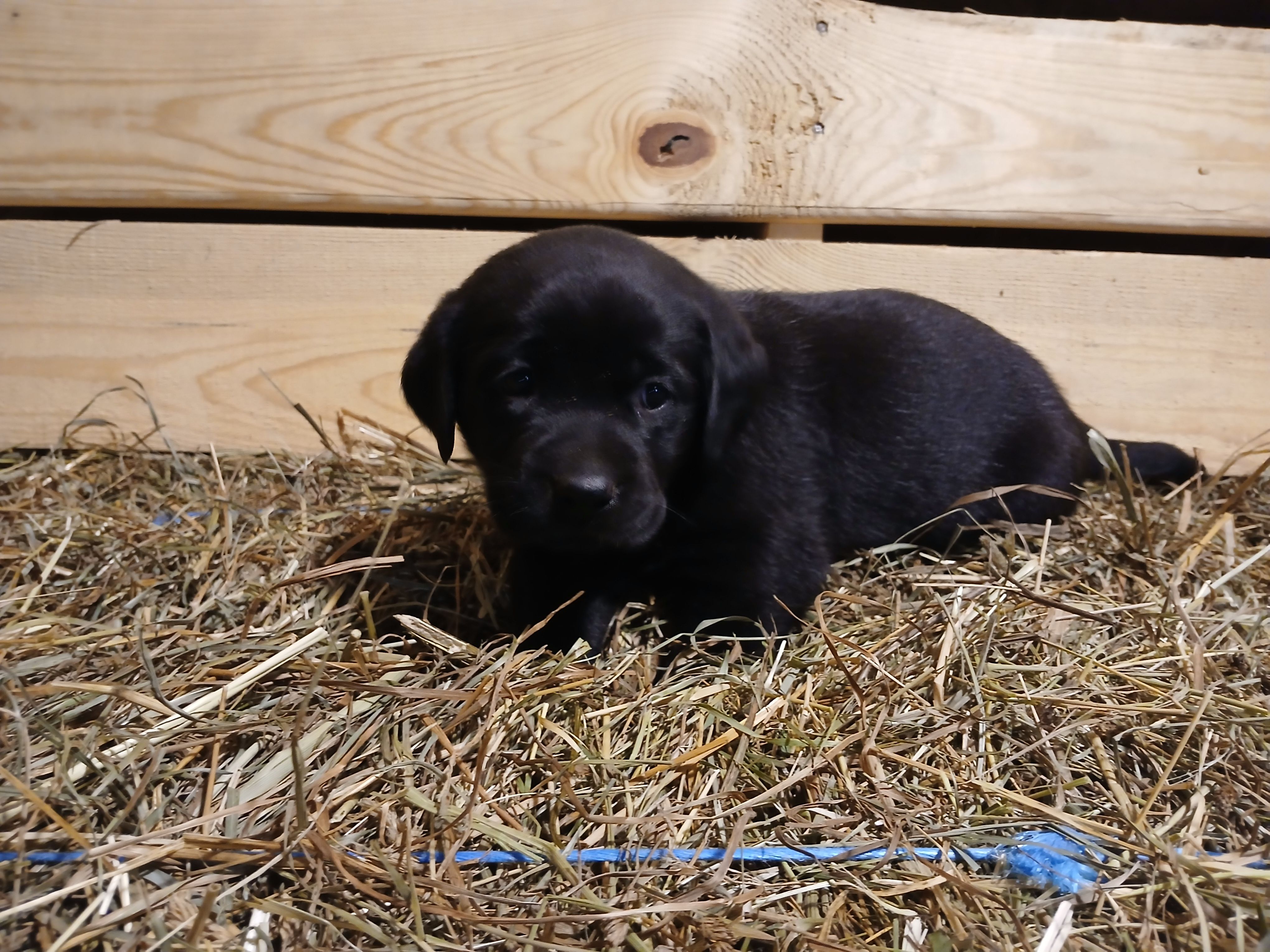 Ember, a female Labrador Retriever for sale in Accident, MD – 2 of 6