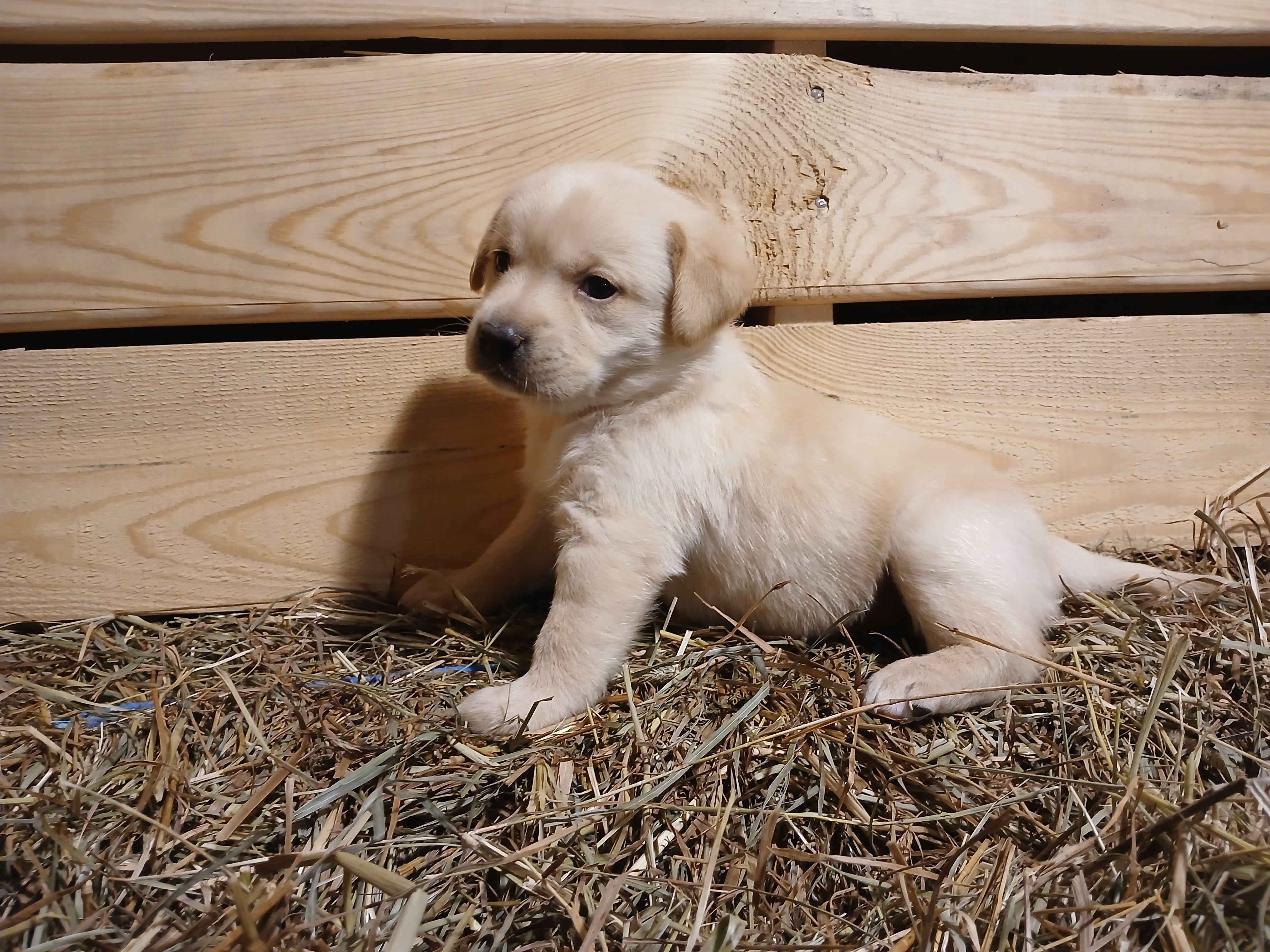Aspen – Labrador Retriever puppy for sale in Accident, MD