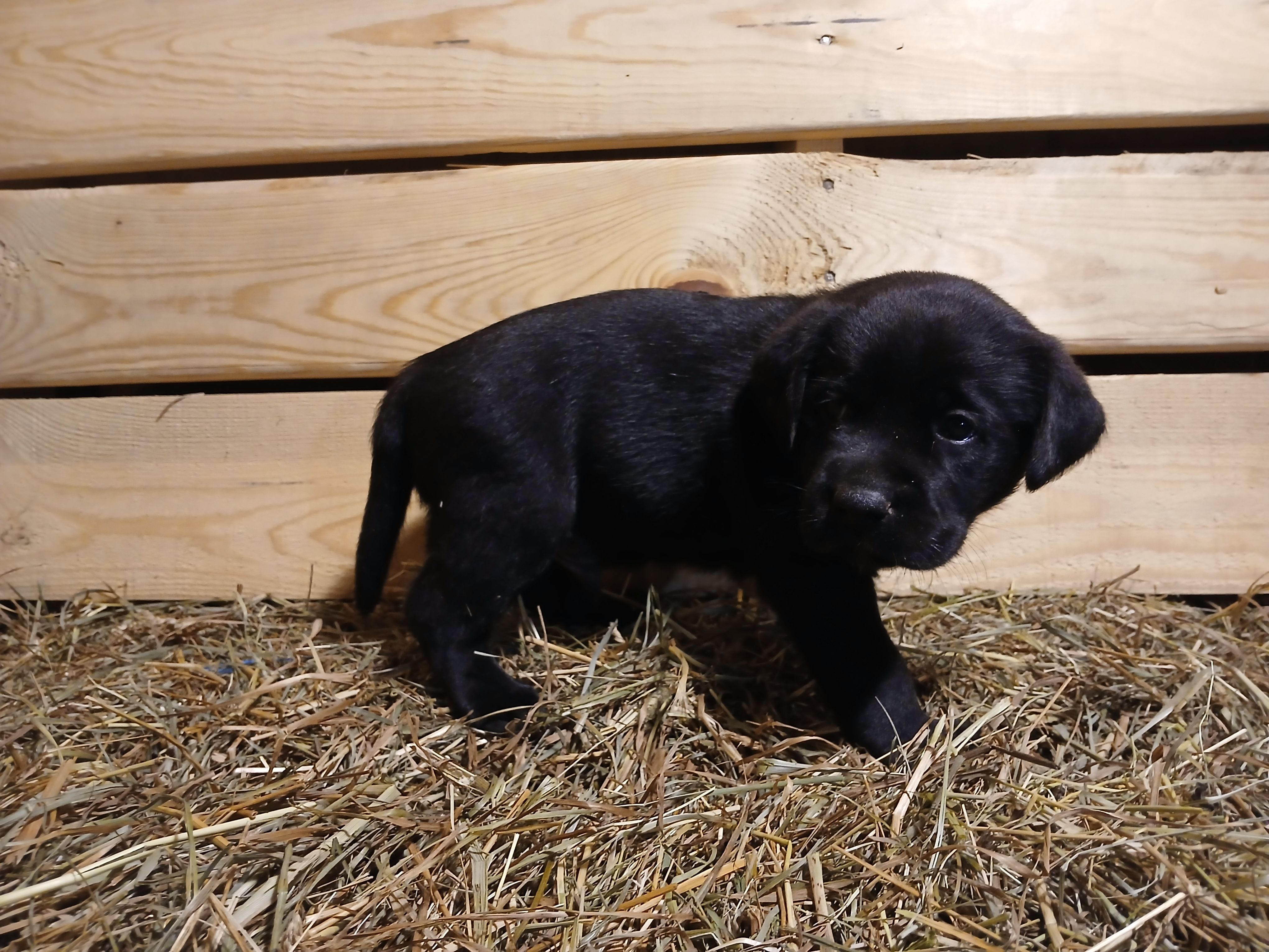 Cinder, a male Labrador Retriever for sale in Accident, MD – 3 of 6