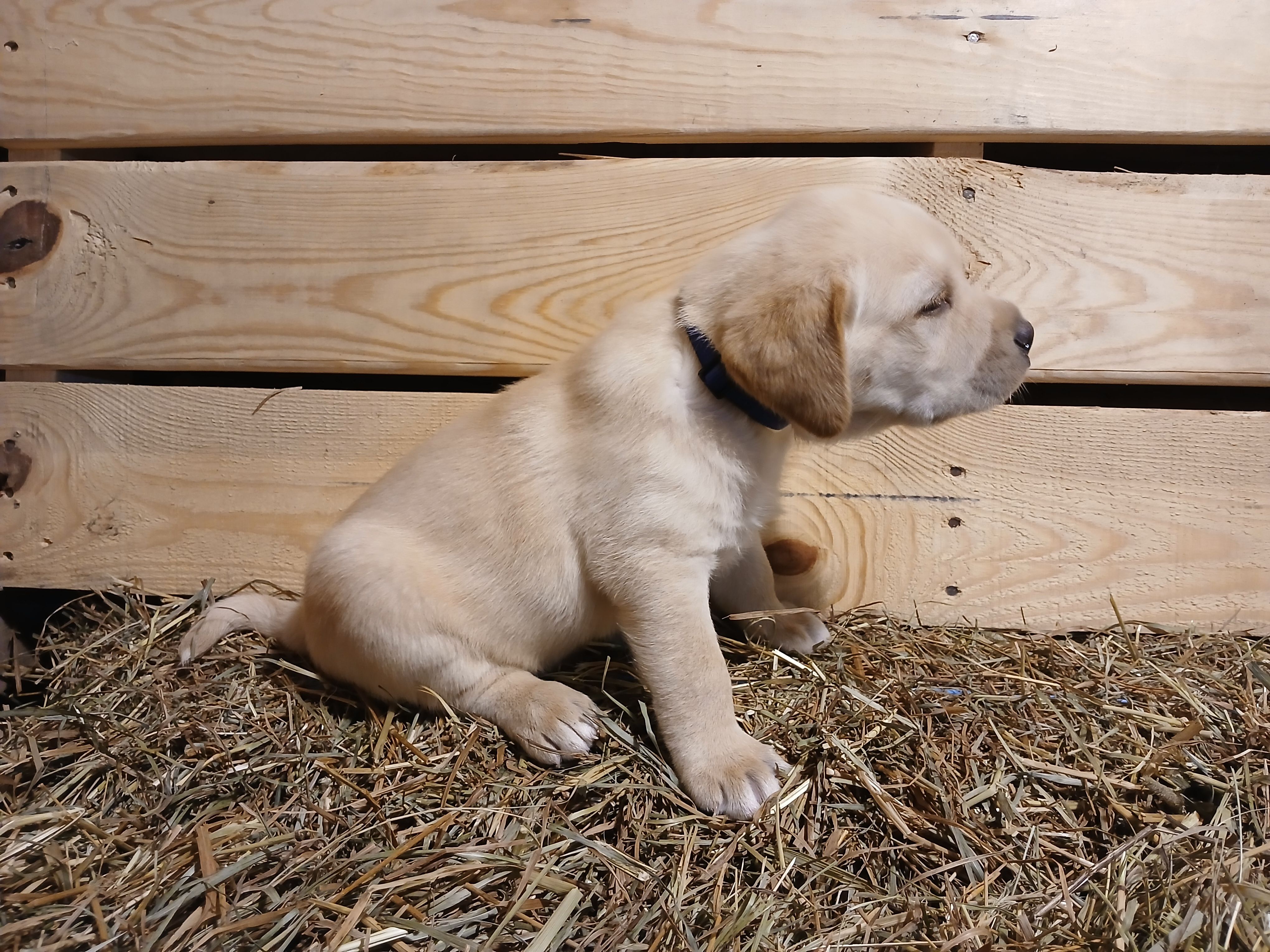 Rocket, a male Labrador Retriever for sale in Accident, MD – 2 of 6