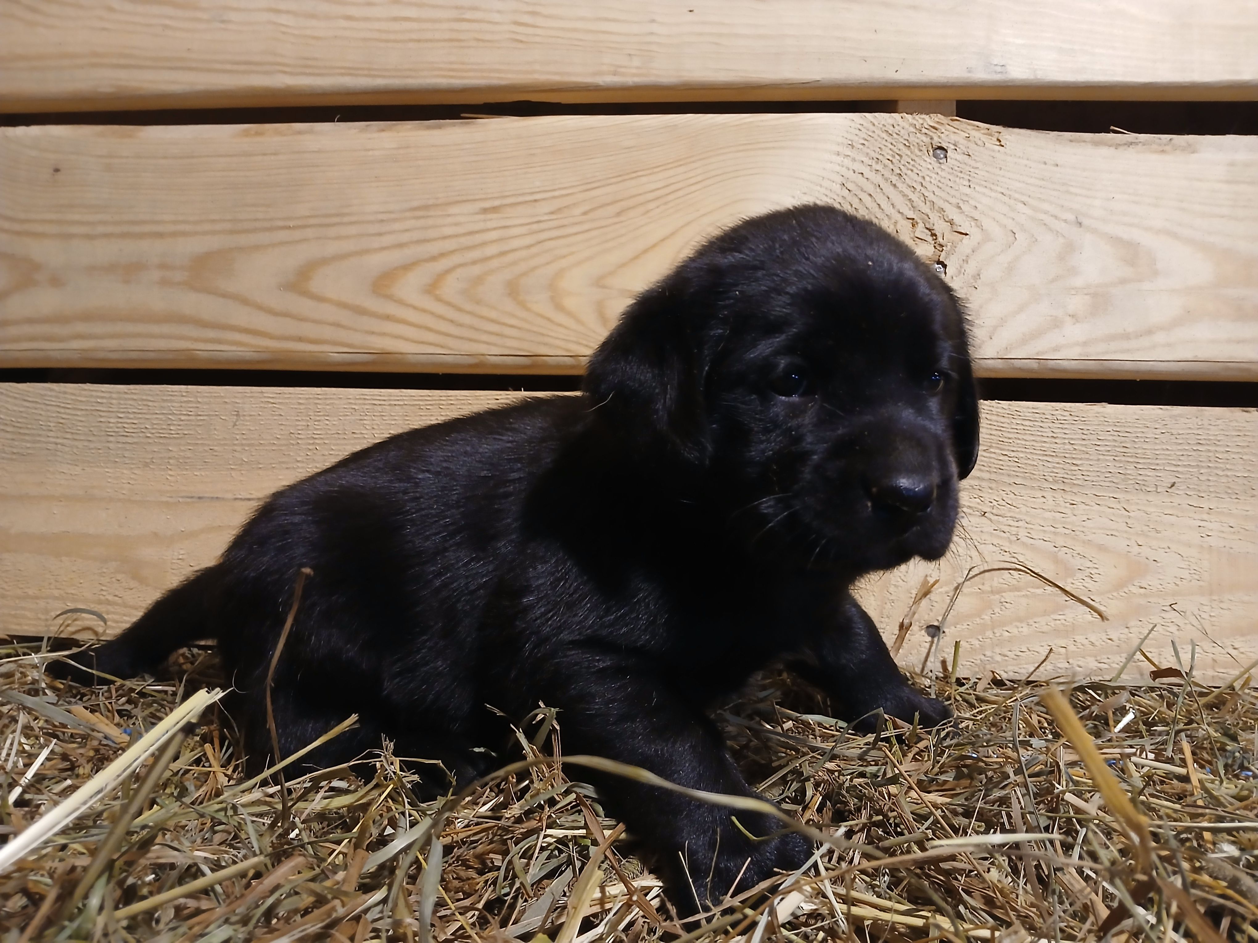 Jade – Labrador Retriever puppy for sale in Accident, MD