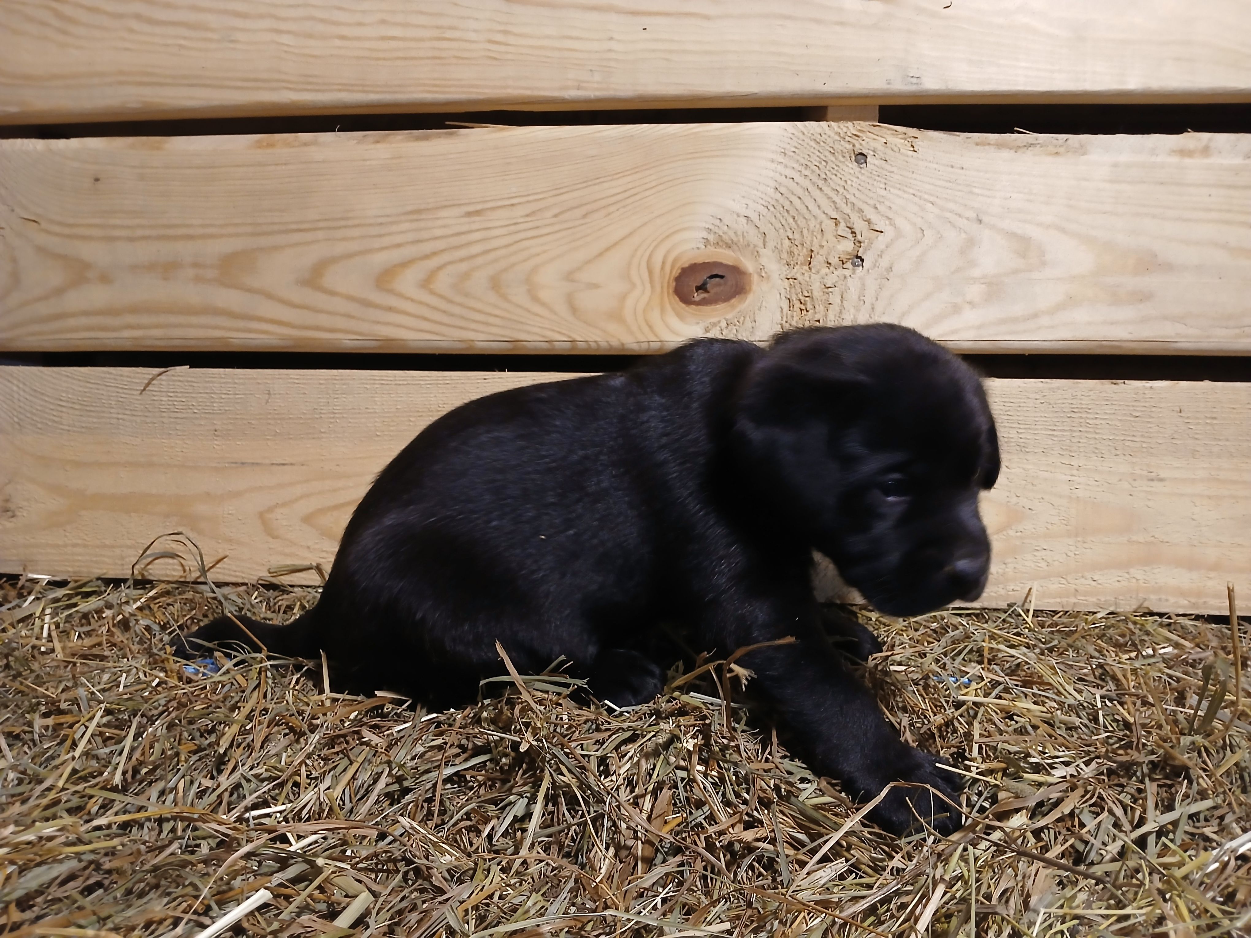 Cinder, a male Labrador Retriever for sale in Accident, MD – 2 of 6