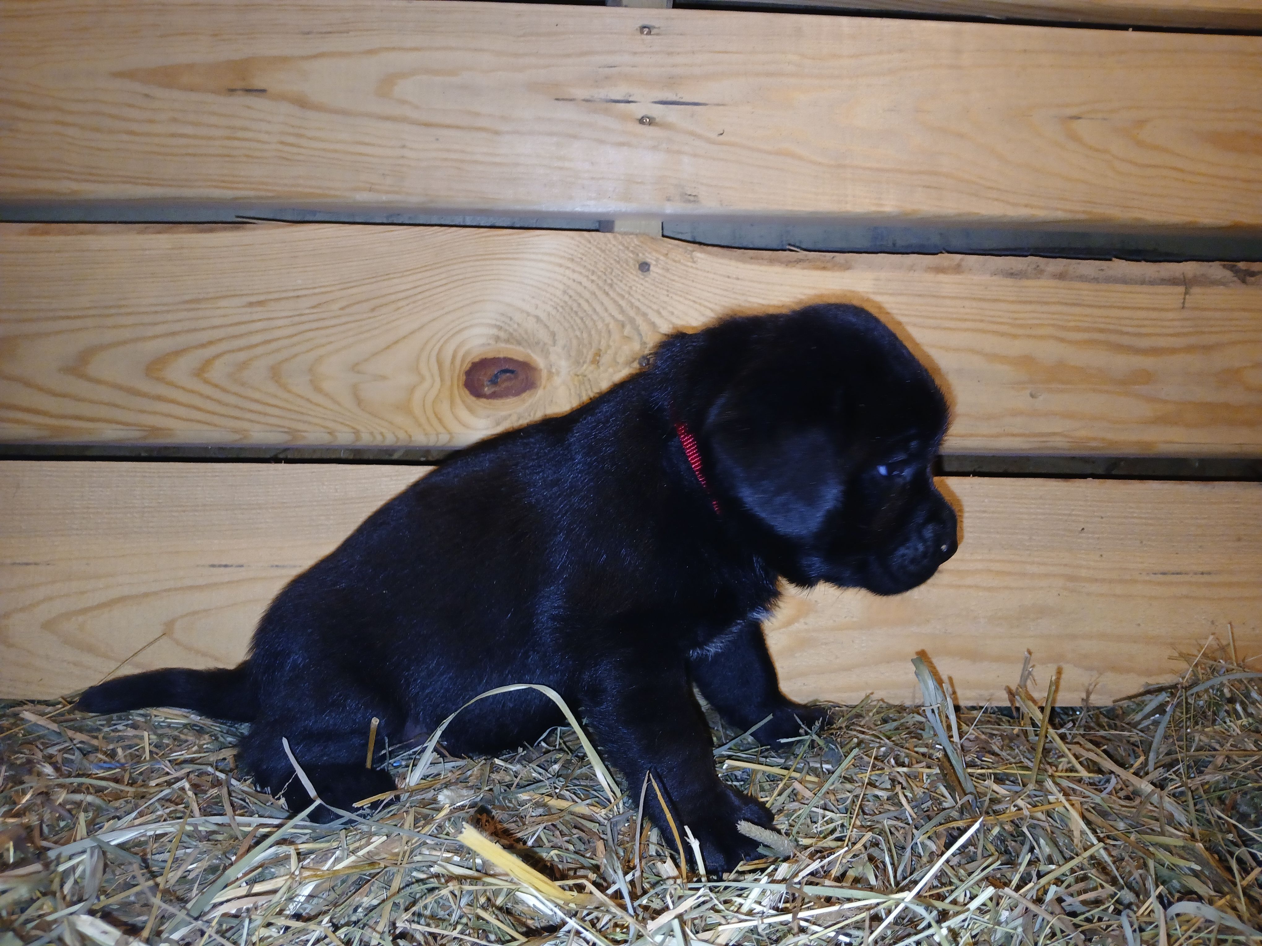 Jade, a female Labrador Retriever for sale in Accident, MD – 4 of 6