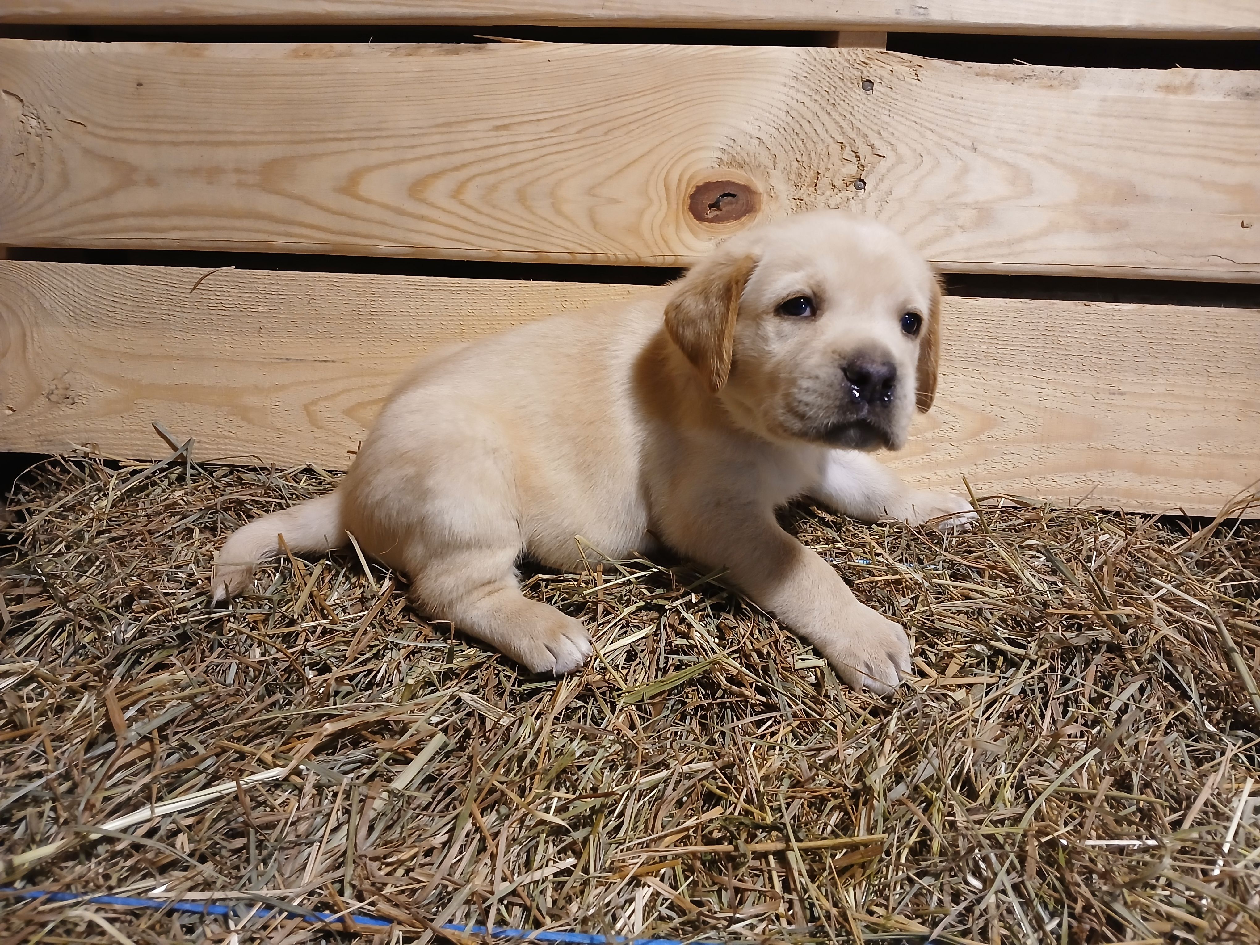 Rocket – Labrador Retriever puppy for sale in Accident, MD