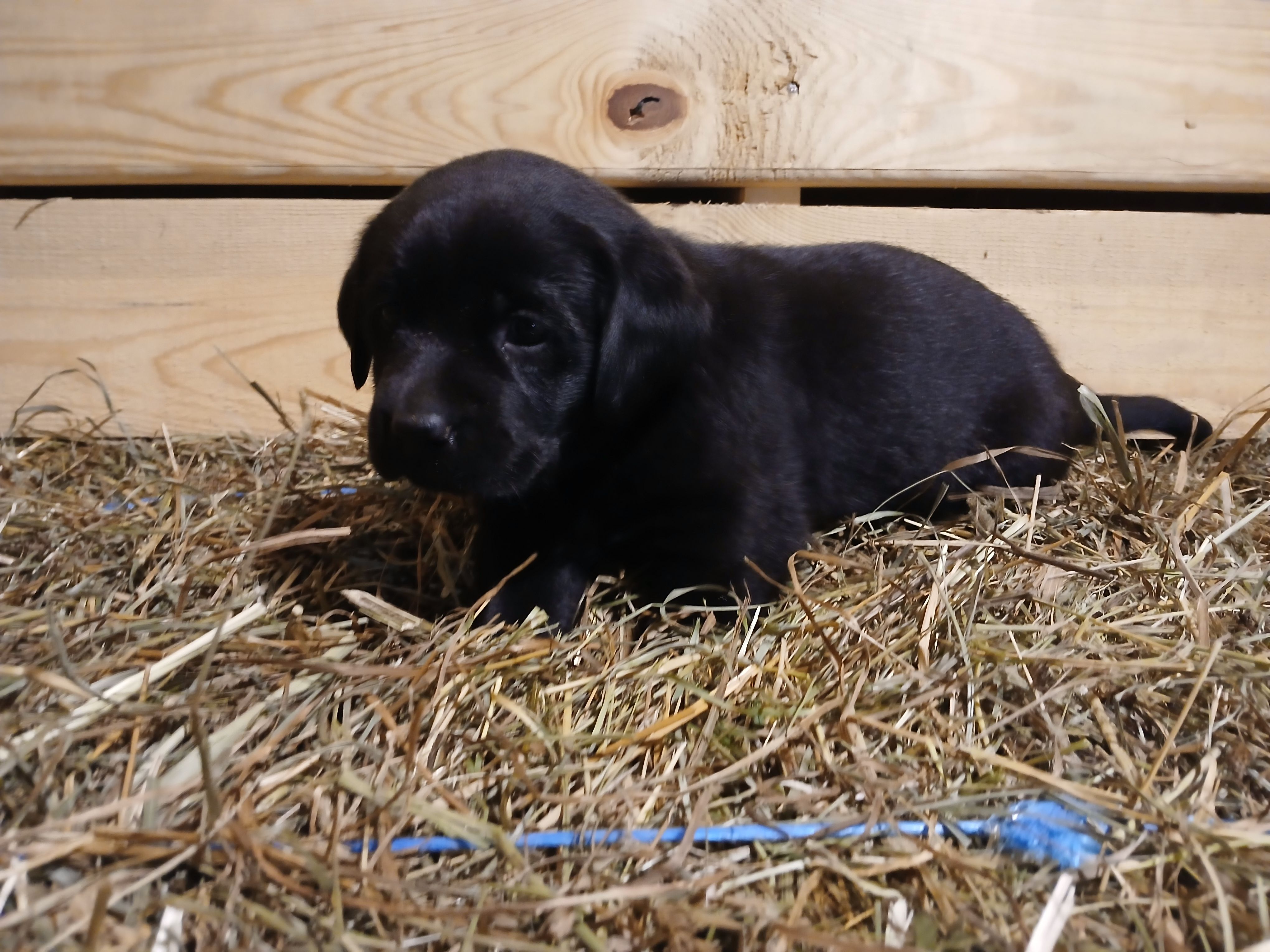Ember, a female Labrador Retriever for sale in Accident, MD – 5 of 6