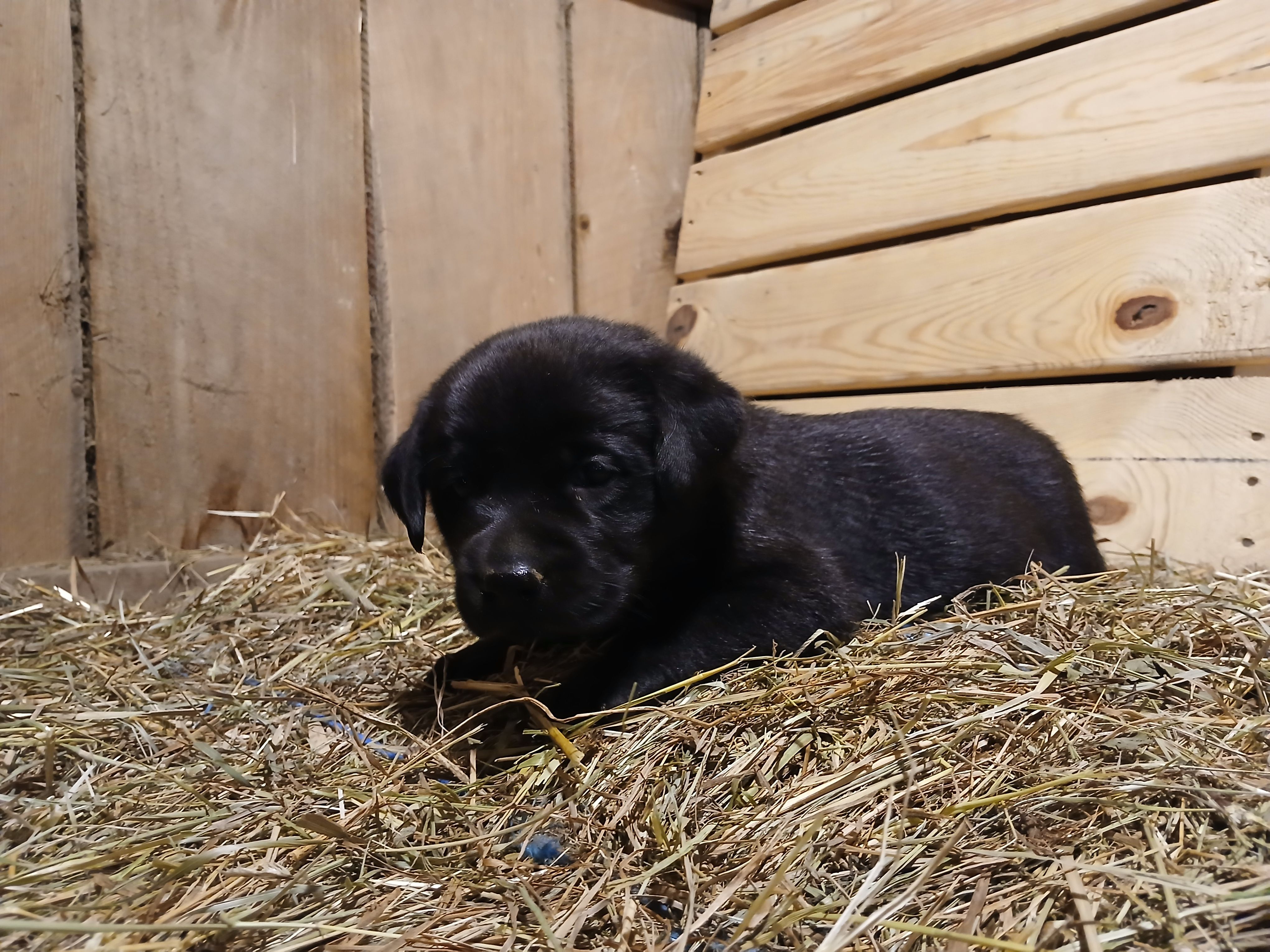 Shadow, a female Labrador Retriever for sale in Accident, MD – 5 of 6