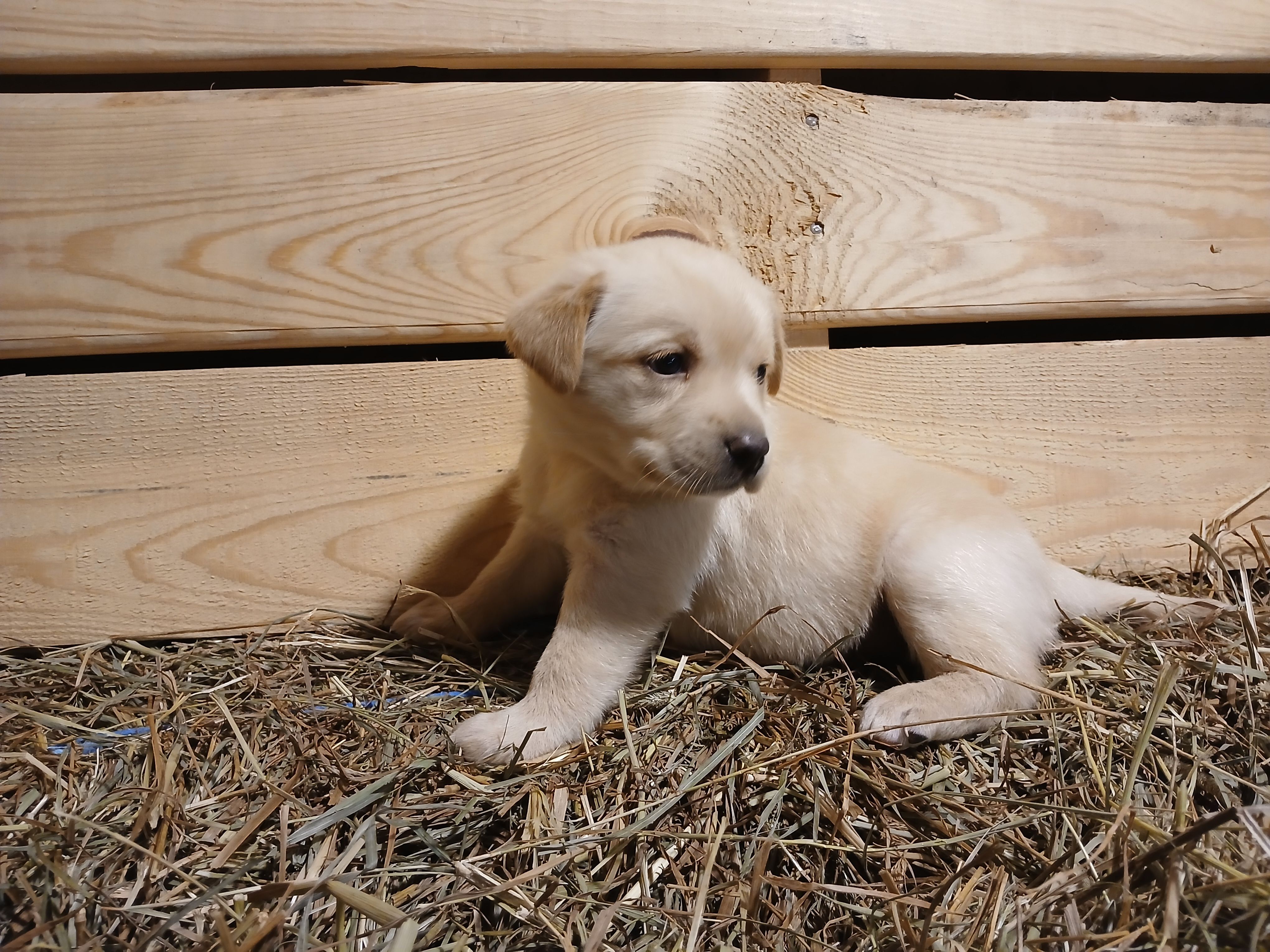 Aspen, a female Labrador Retriever for sale in Accident, MD – 2 of 6