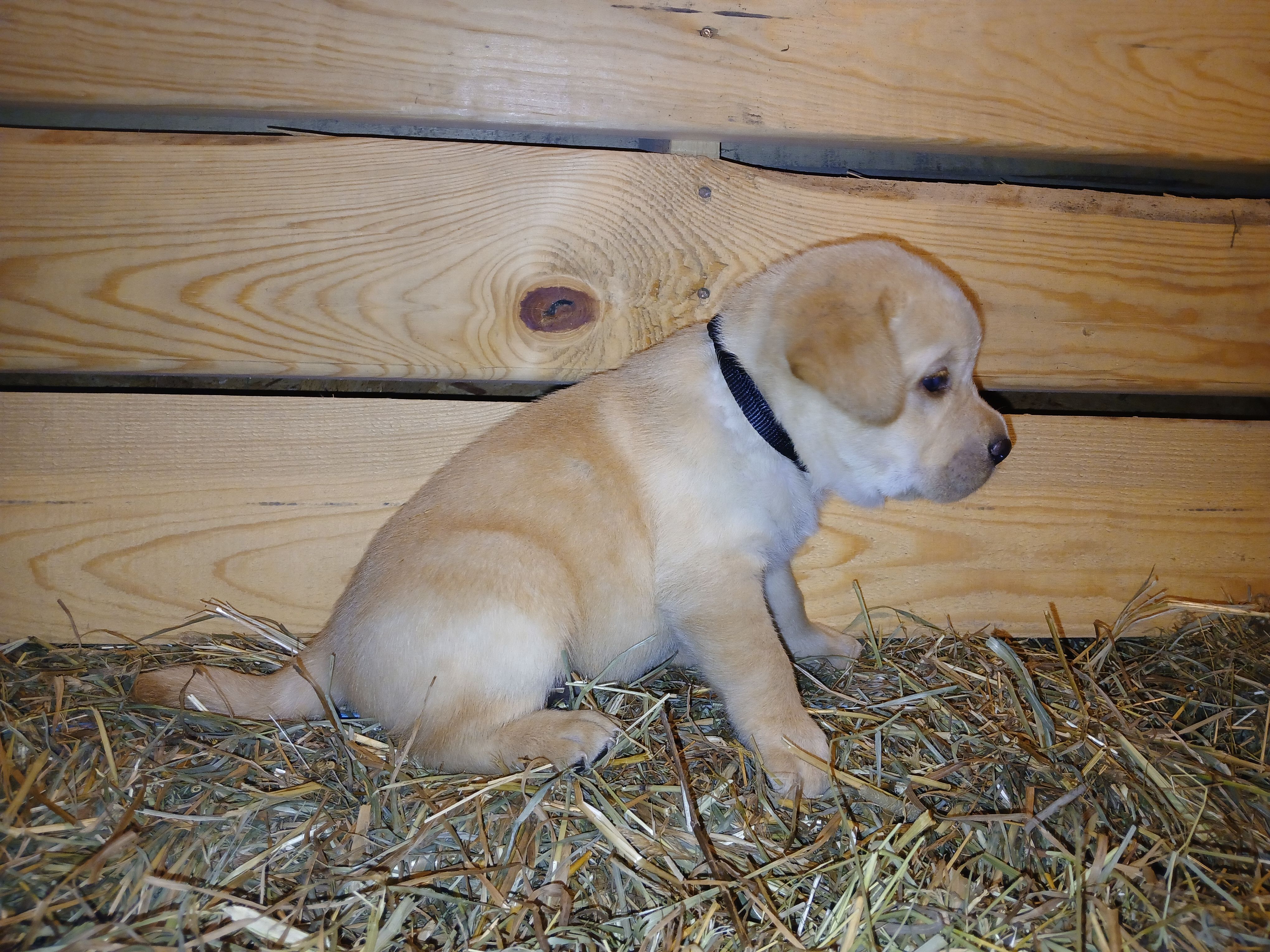 Arrow, a female Labrador Retriever for sale in Accident, MD – 6 of 6