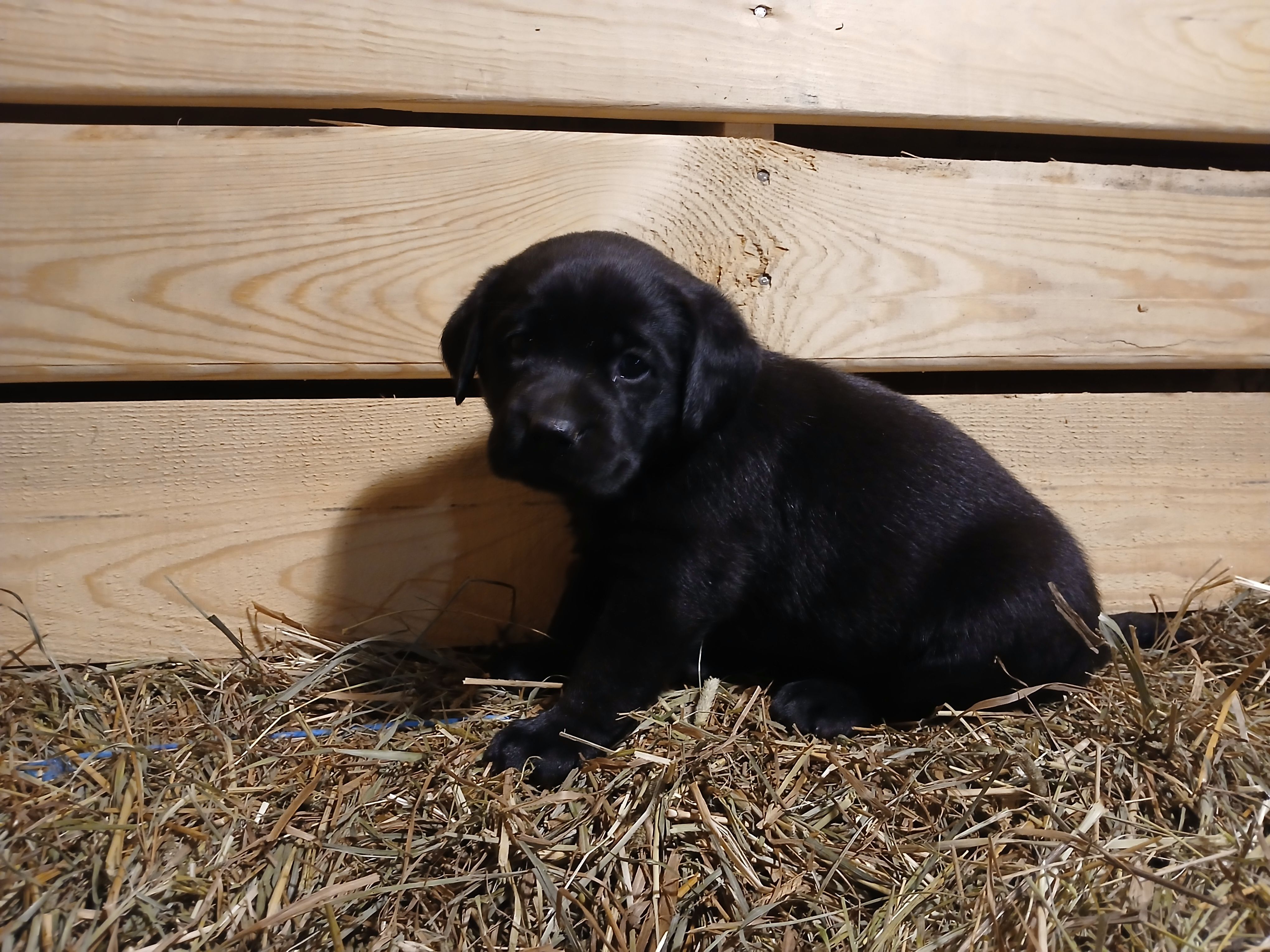 Ember – Labrador Retriever puppy for sale in Accident, MD