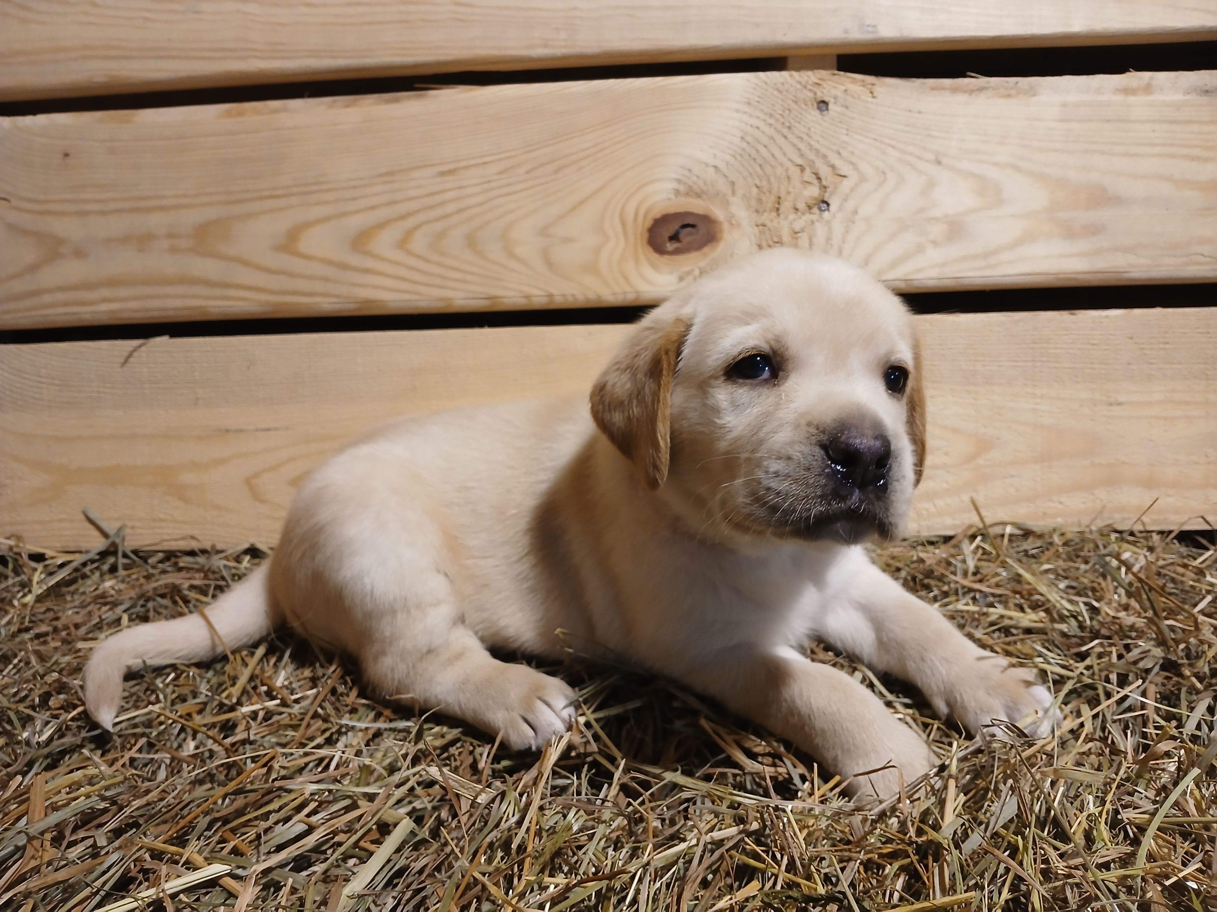 Rocket, a male Labrador Retriever for sale in Accident, MD – 4 of 6