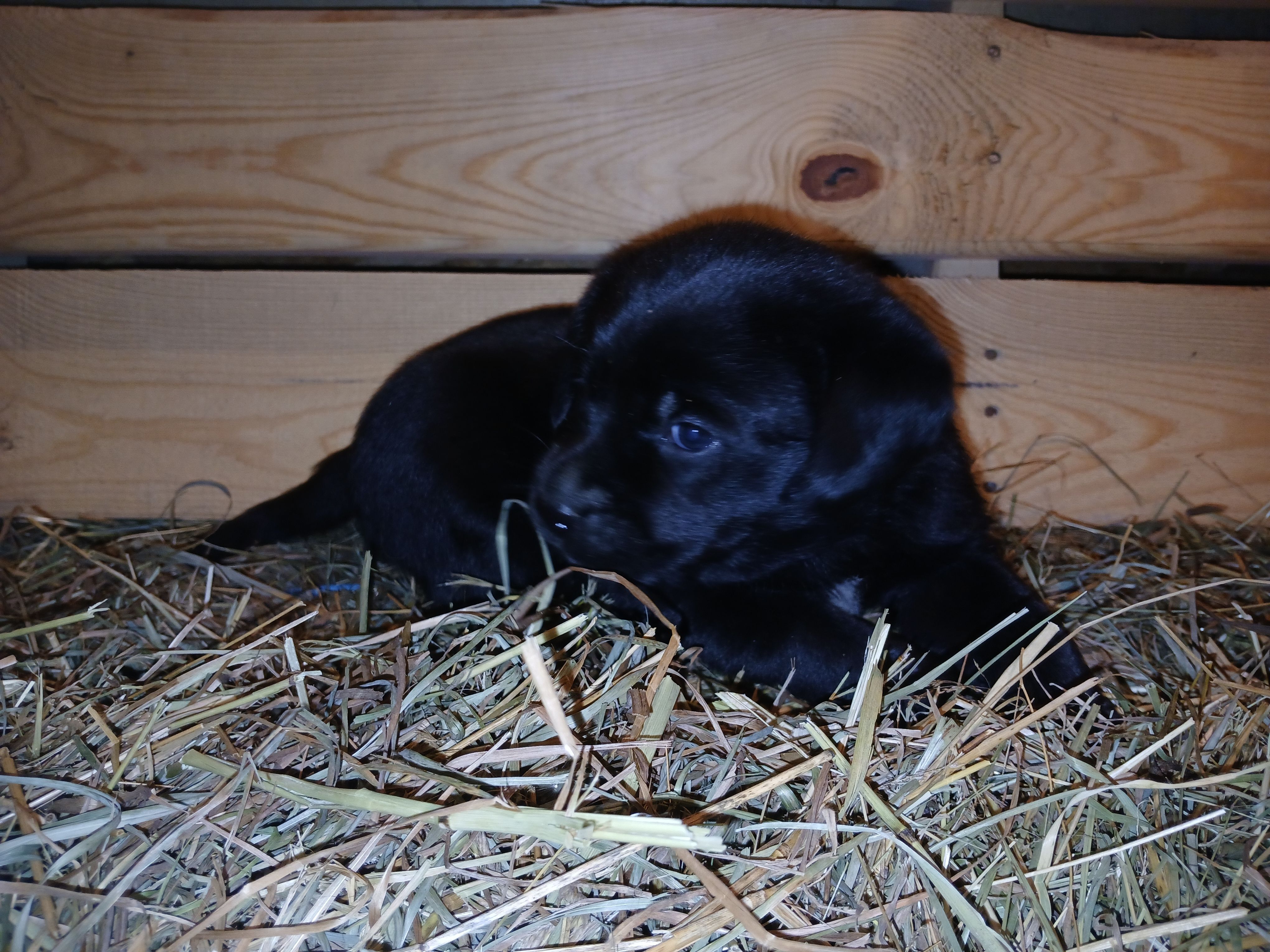 Jade, a female Labrador Retriever for sale in Accident, MD – 3 of 6