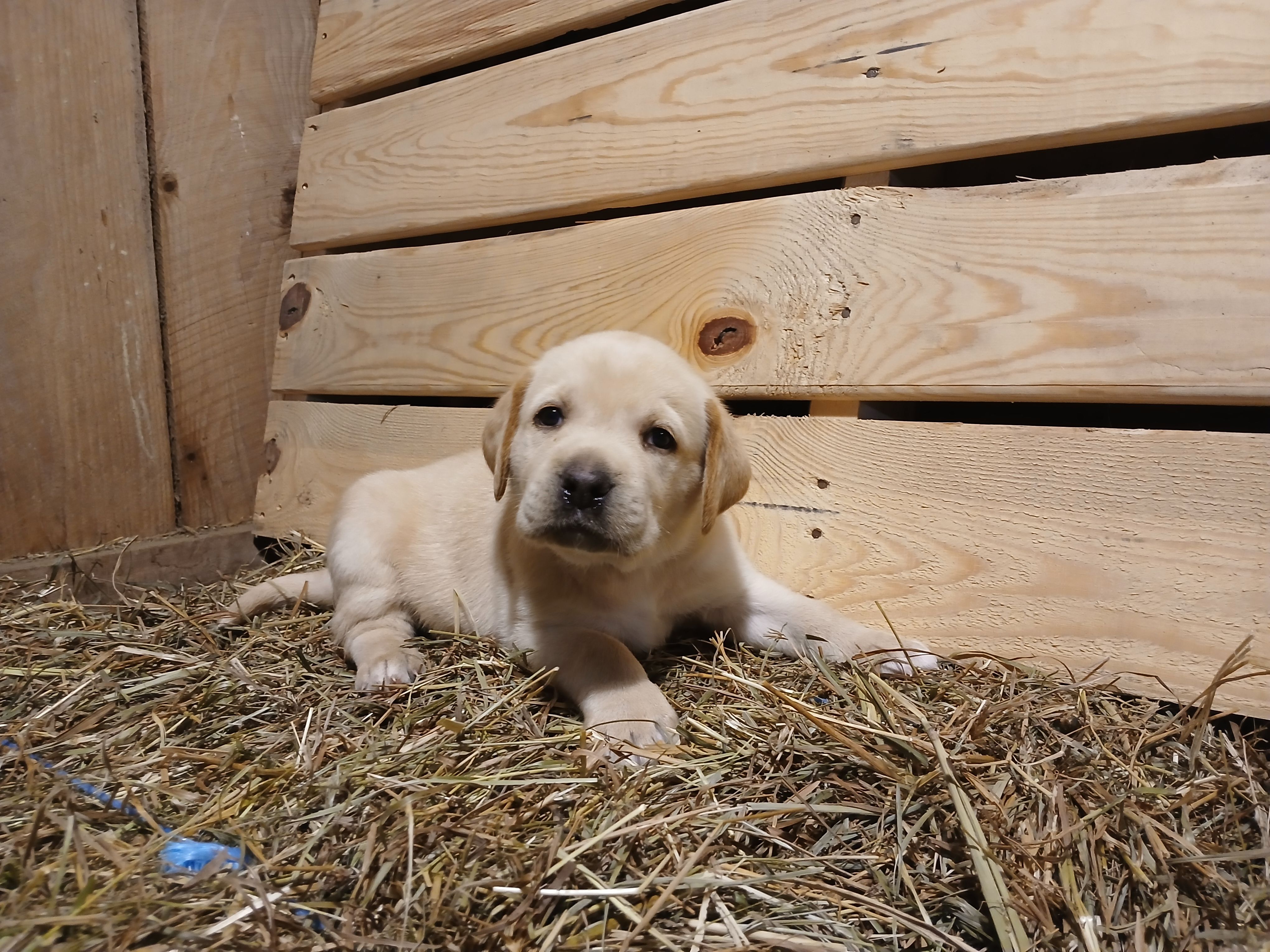 Rocket, a male Labrador Retriever for sale in Accident, MD – 6 of 6