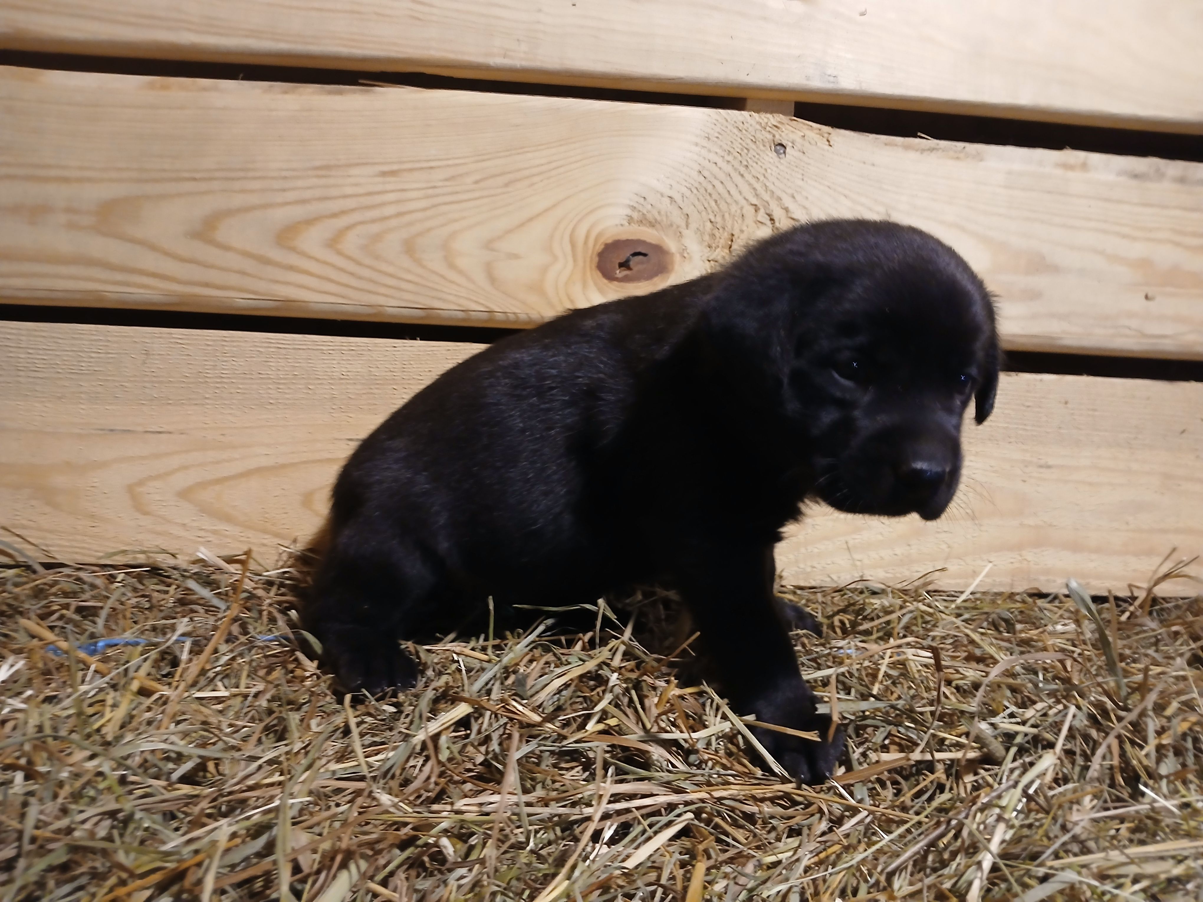 Shadow, a female Labrador Retriever for sale in Accident, MD – 4 of 6