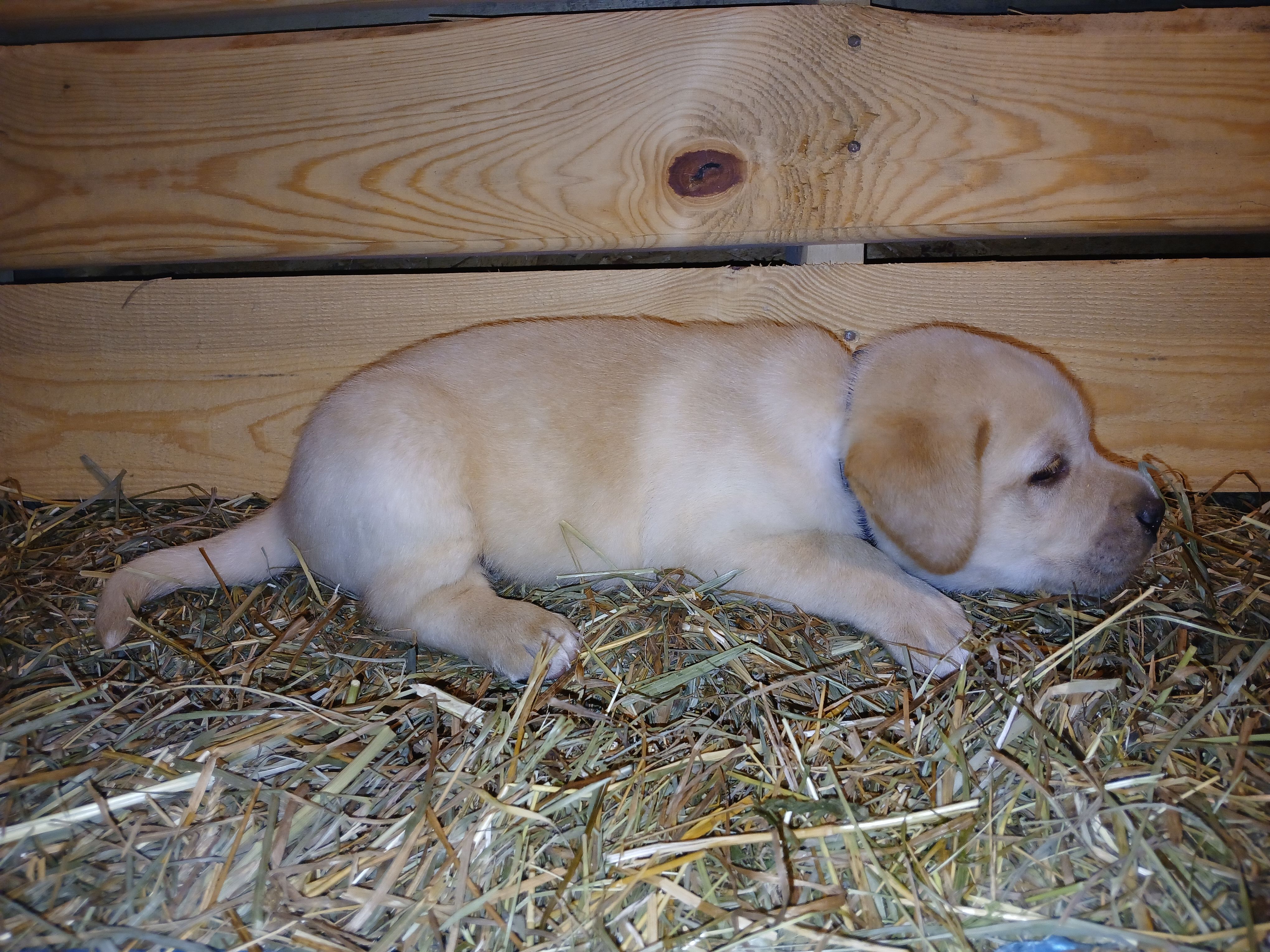 Rocket, a male Labrador Retriever for sale in Accident, MD – 5 of 6