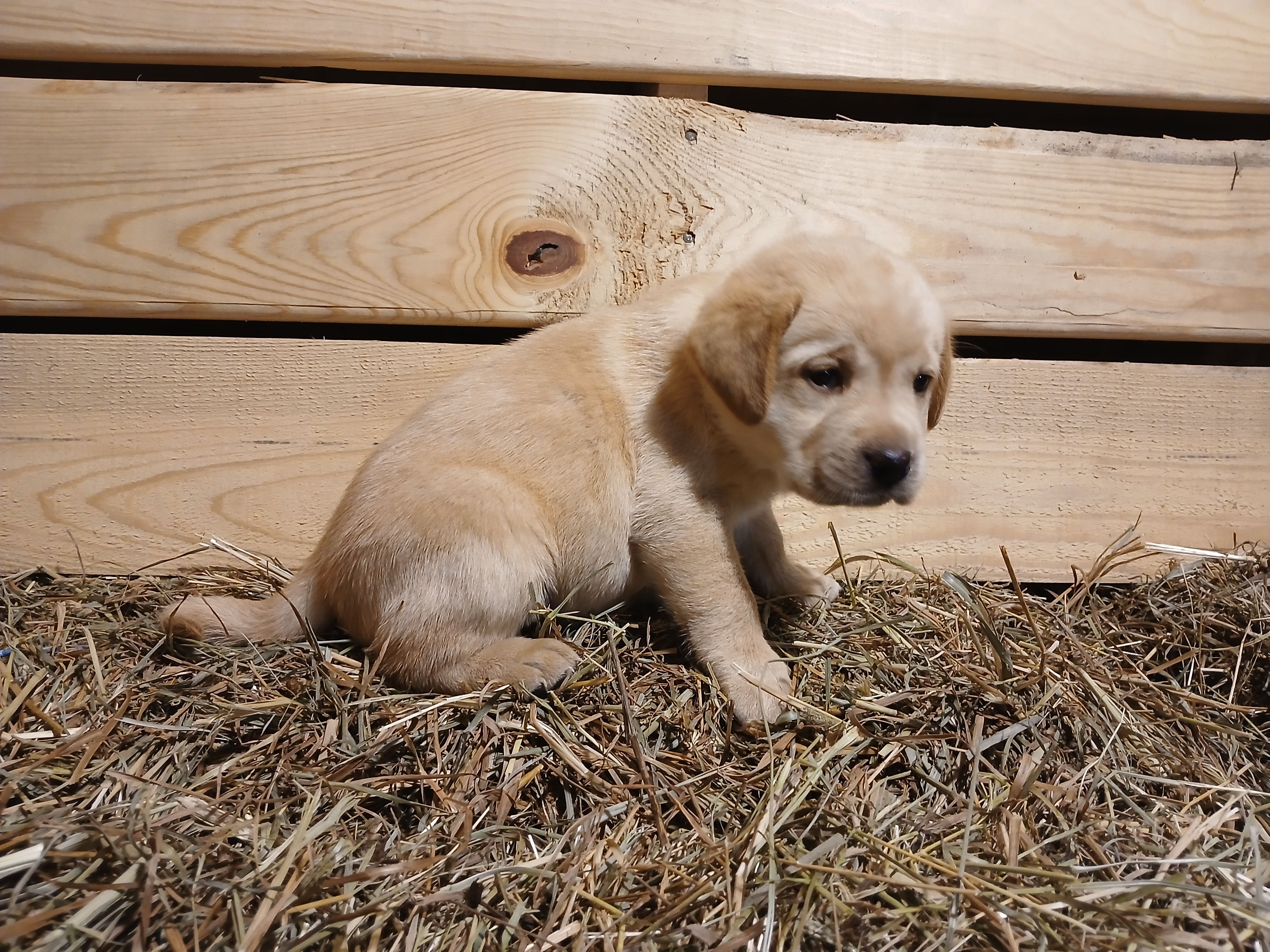 Arrow, a female Labrador Retriever for sale in Accident, MD – 4 of 6