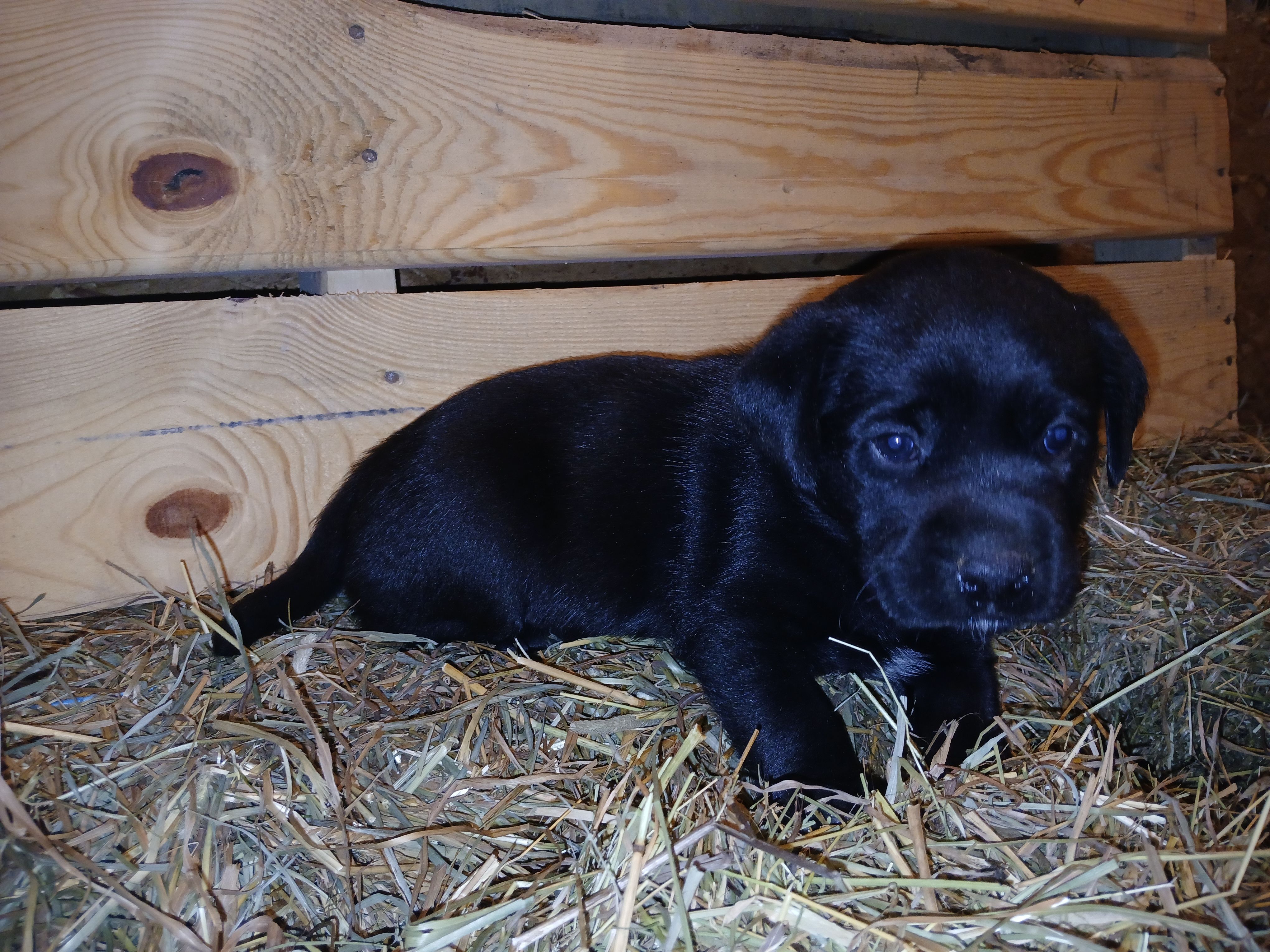 Cinder, a male Labrador Retriever for sale in Accident, MD – 6 of 6
