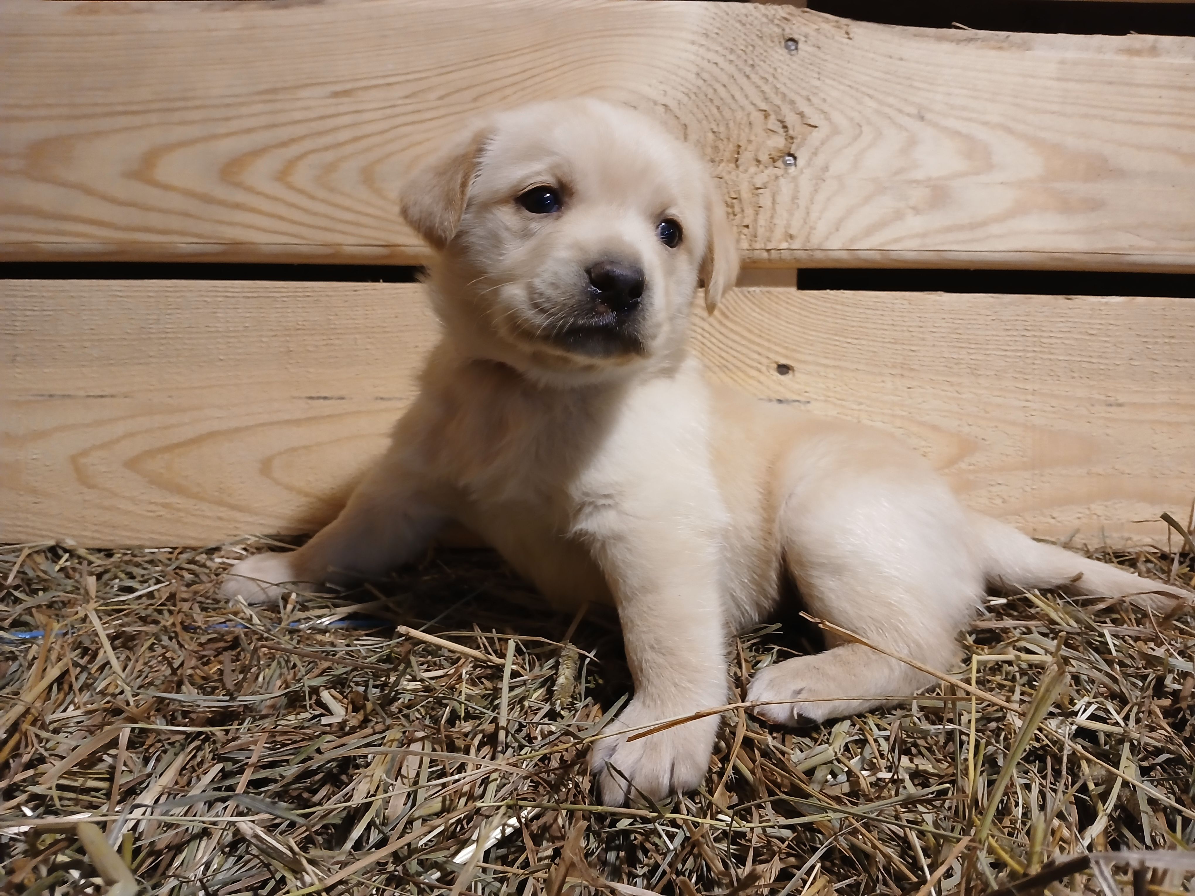 Aspen, a female Labrador Retriever for sale in Accident, MD – 4 of 6