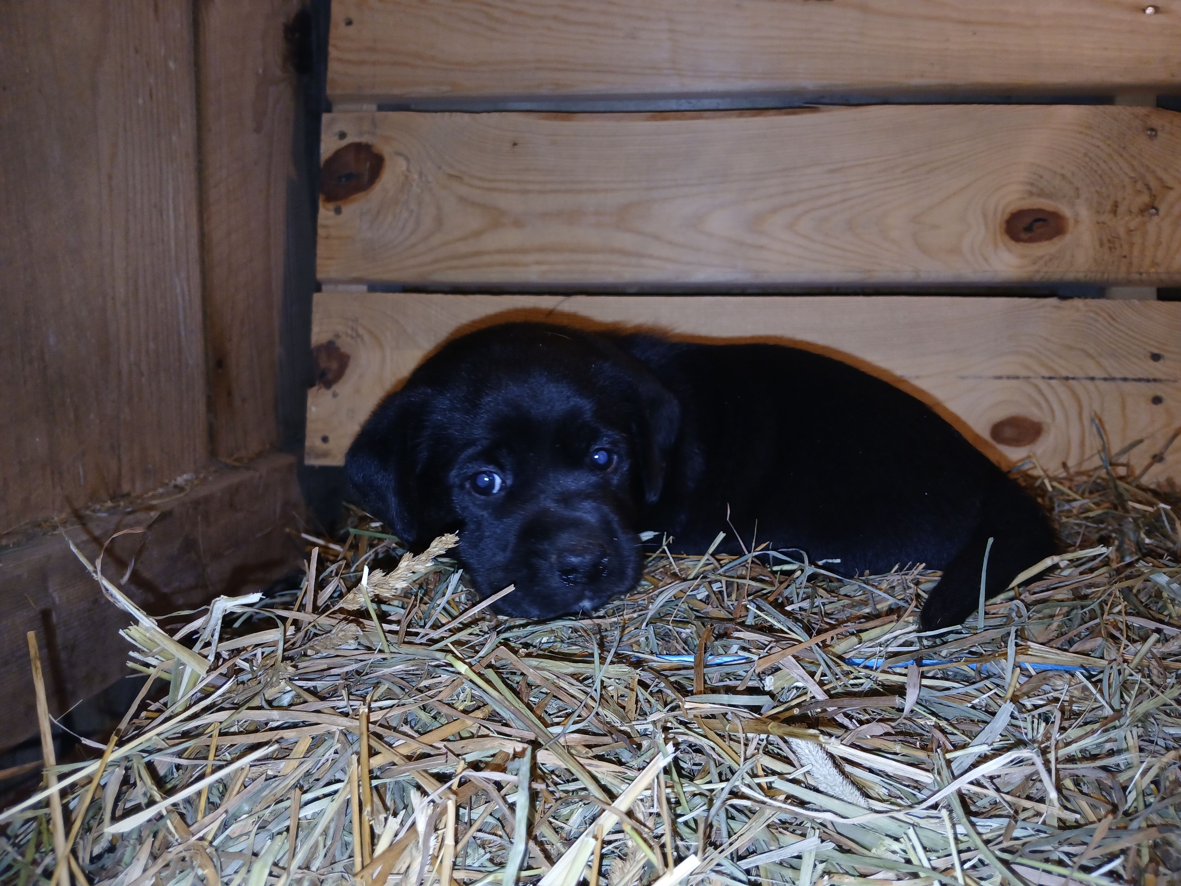 Cinder – Labrador Retriever puppy for sale in Accident, MD