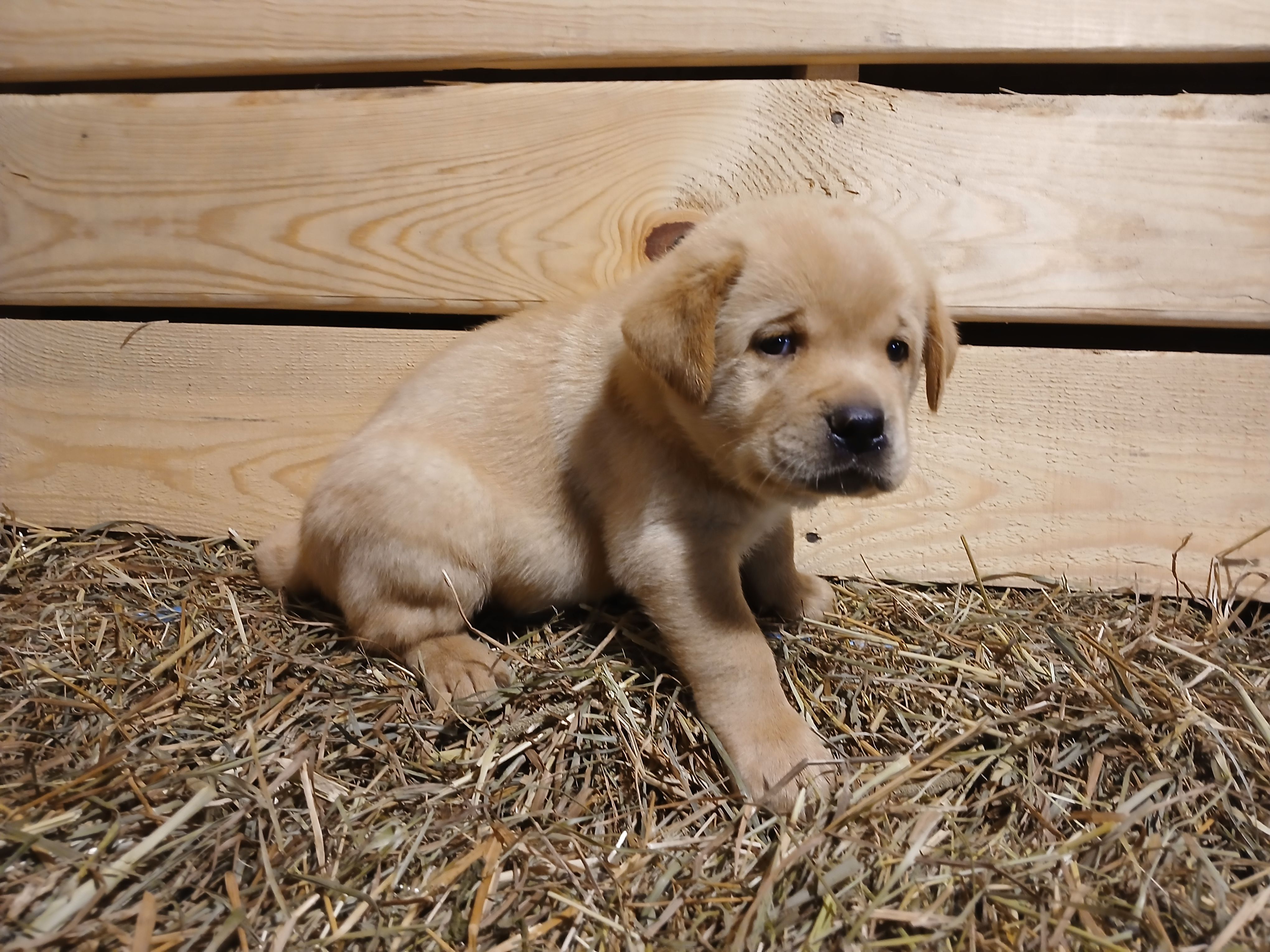 Ranger, a male Labrador Retriever for sale in Accident, MD – 6 of 6