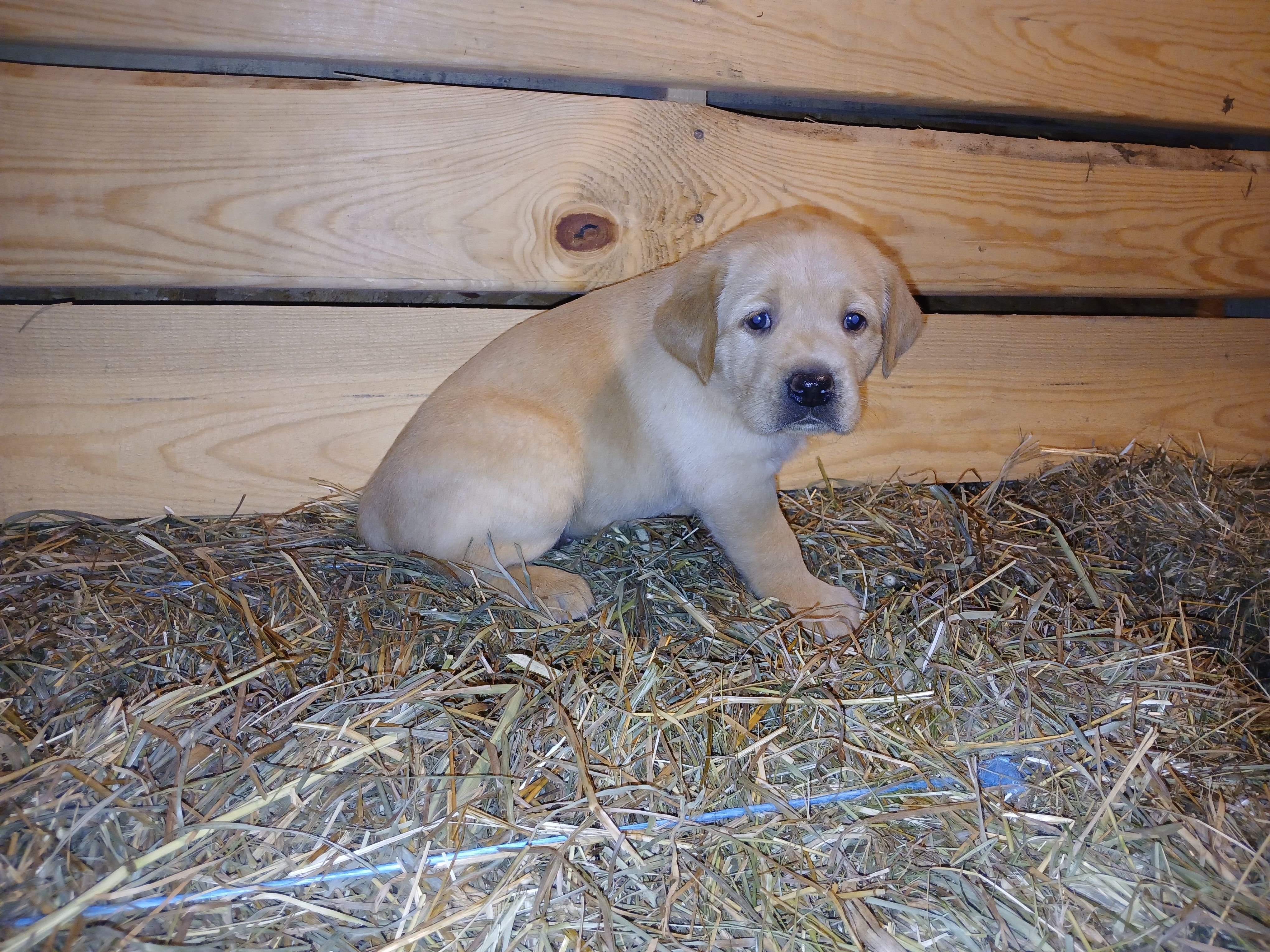 Chika, a female Labrador Retriever for sale in Accident, MD – 2 of 6