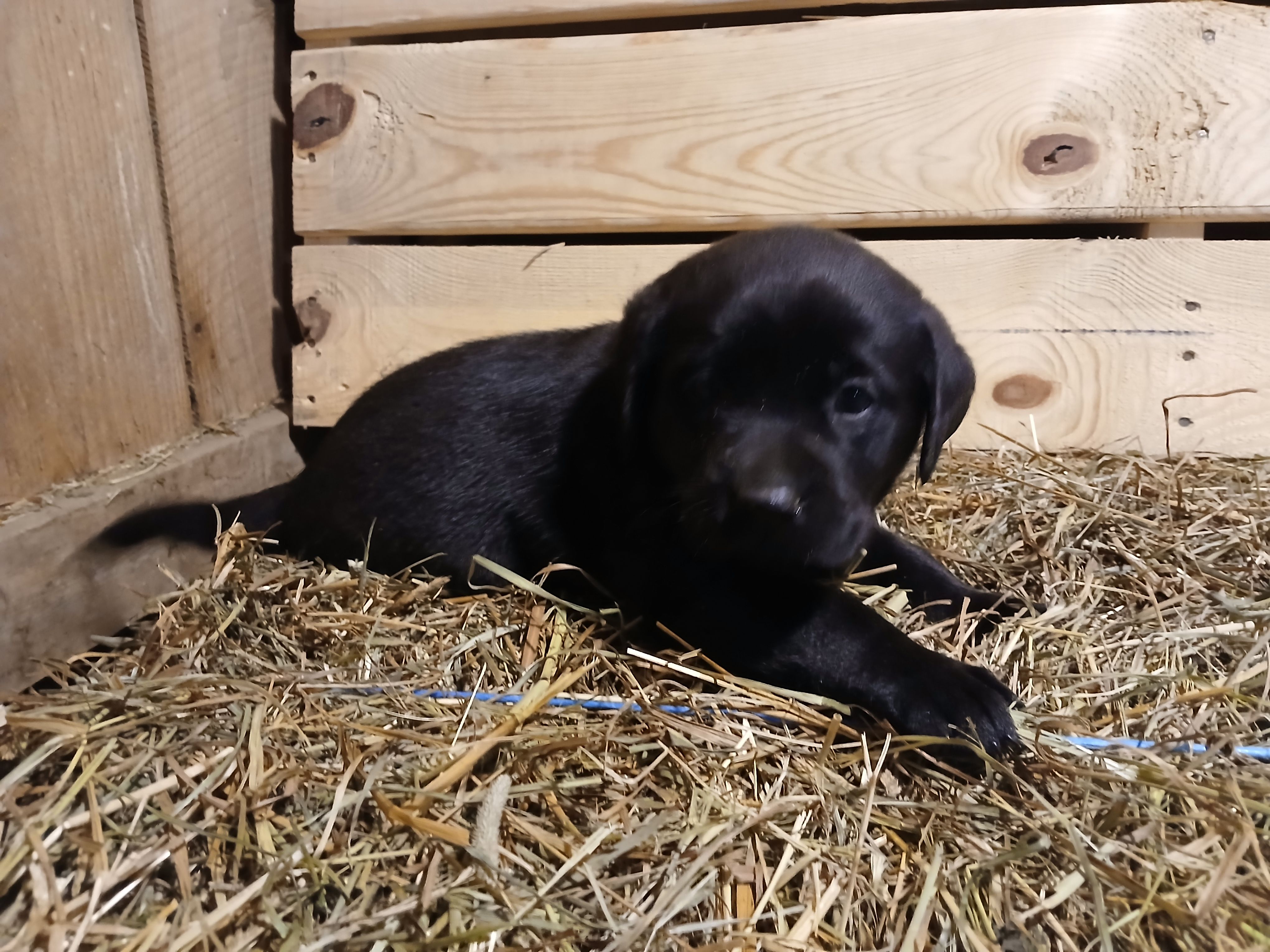 Ember, a female Labrador Retriever for sale in Accident, MD – 6 of 6