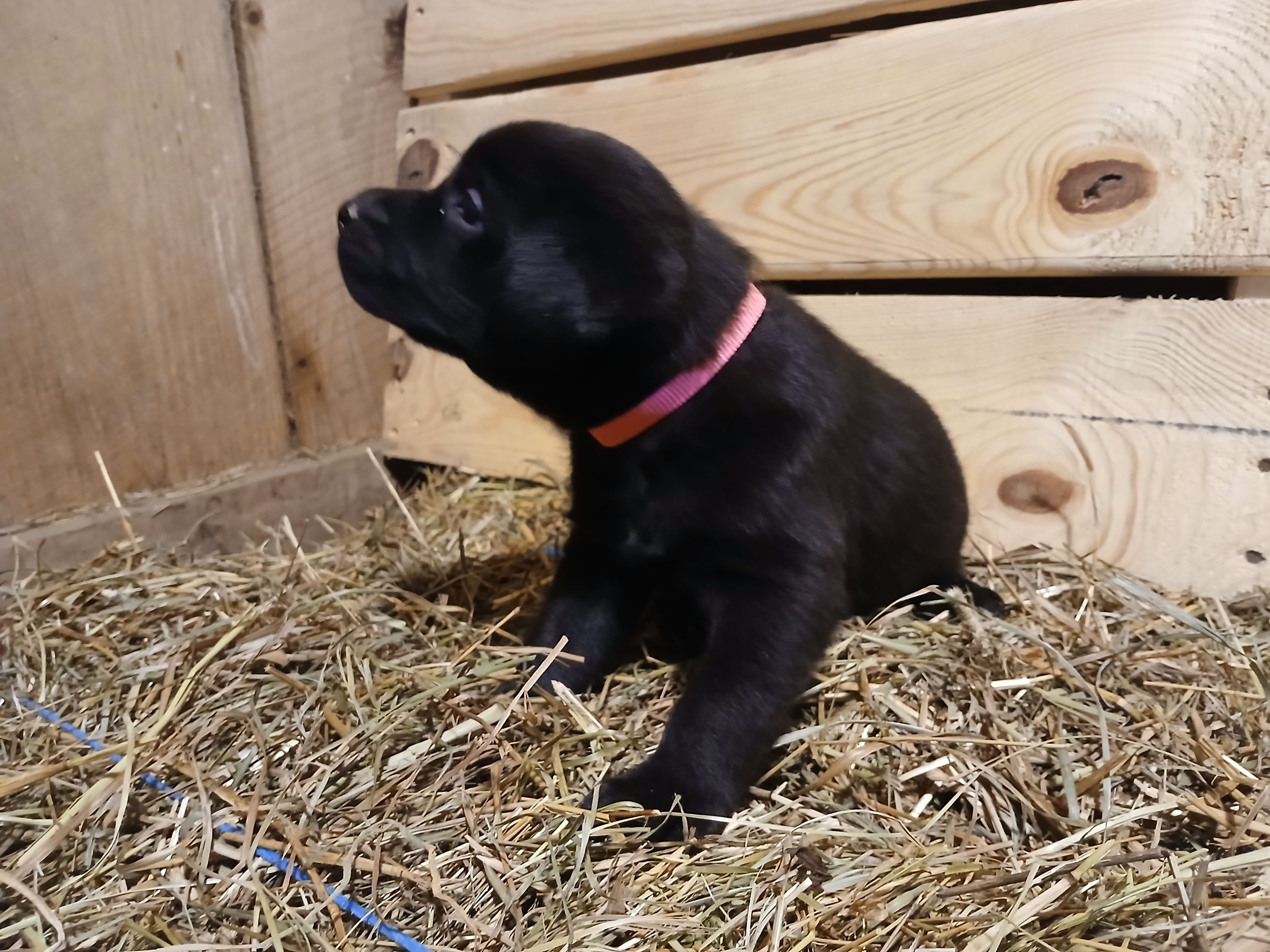 Shadow, a female Labrador Retriever for sale in Accident, MD – 6 of 6