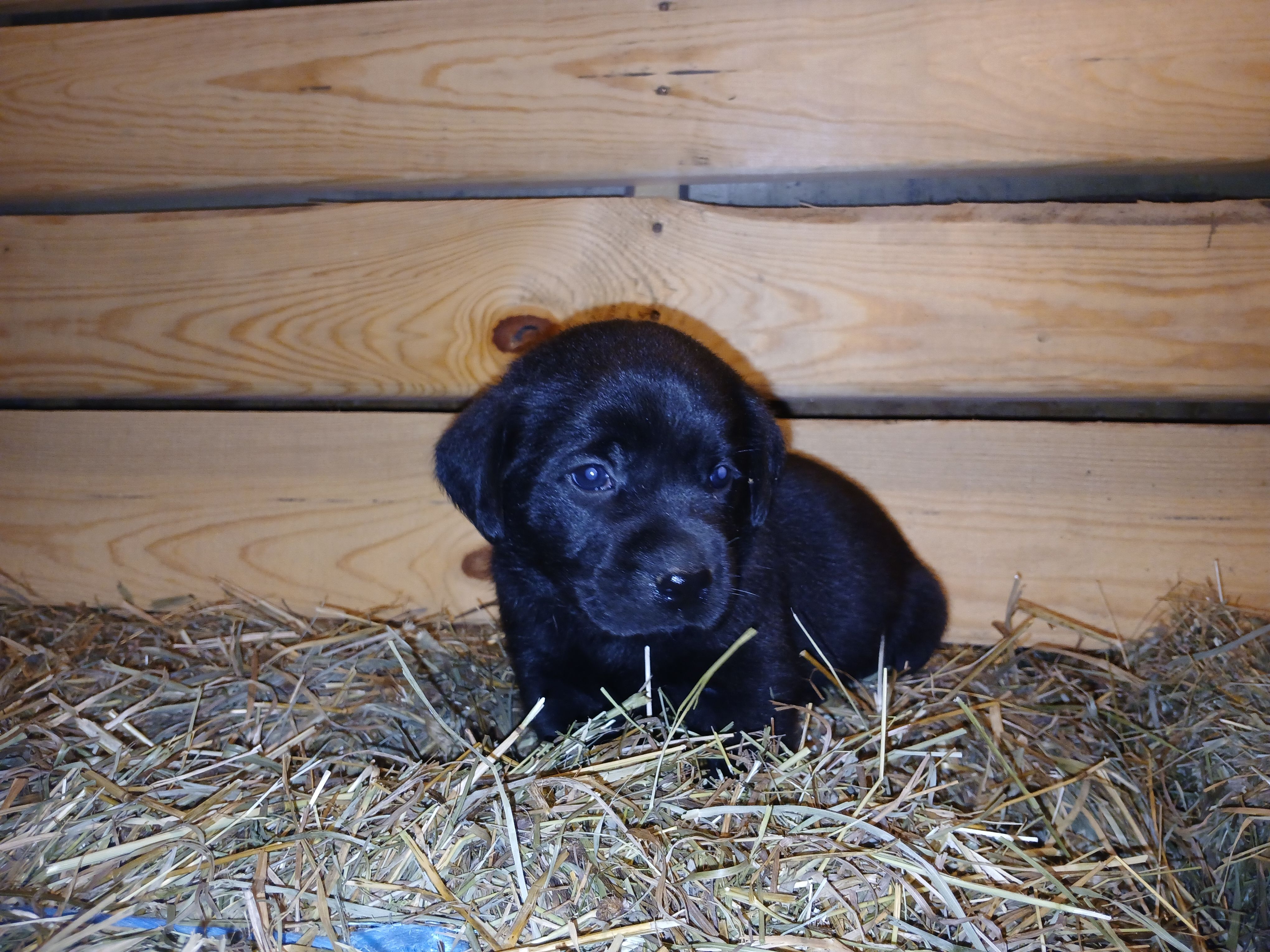Shadow, a female Labrador Retriever for sale in Accident, MD – 3 of 6