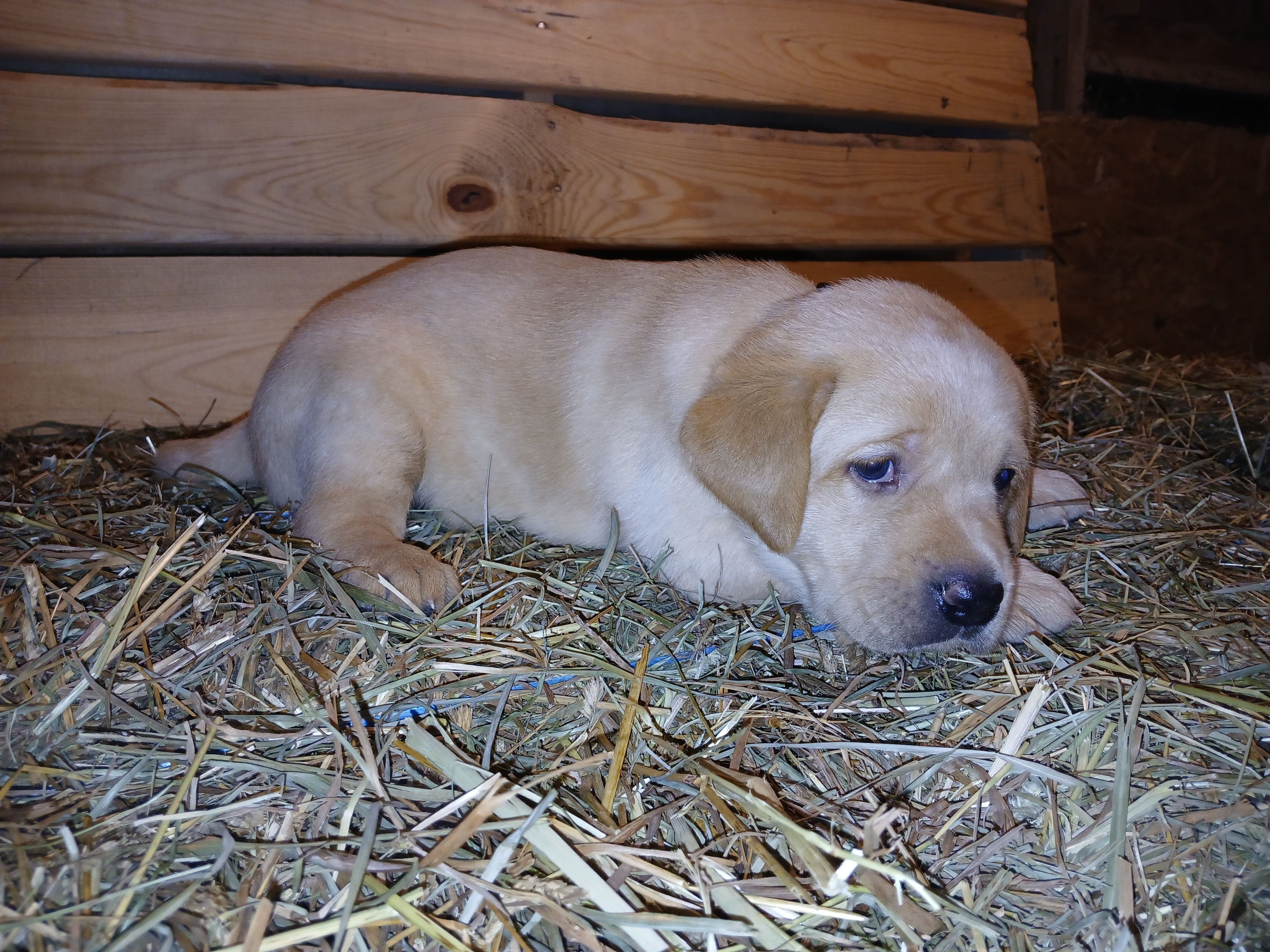 Chika, a female Labrador Retriever for sale in Accident, MD – 6 of 6