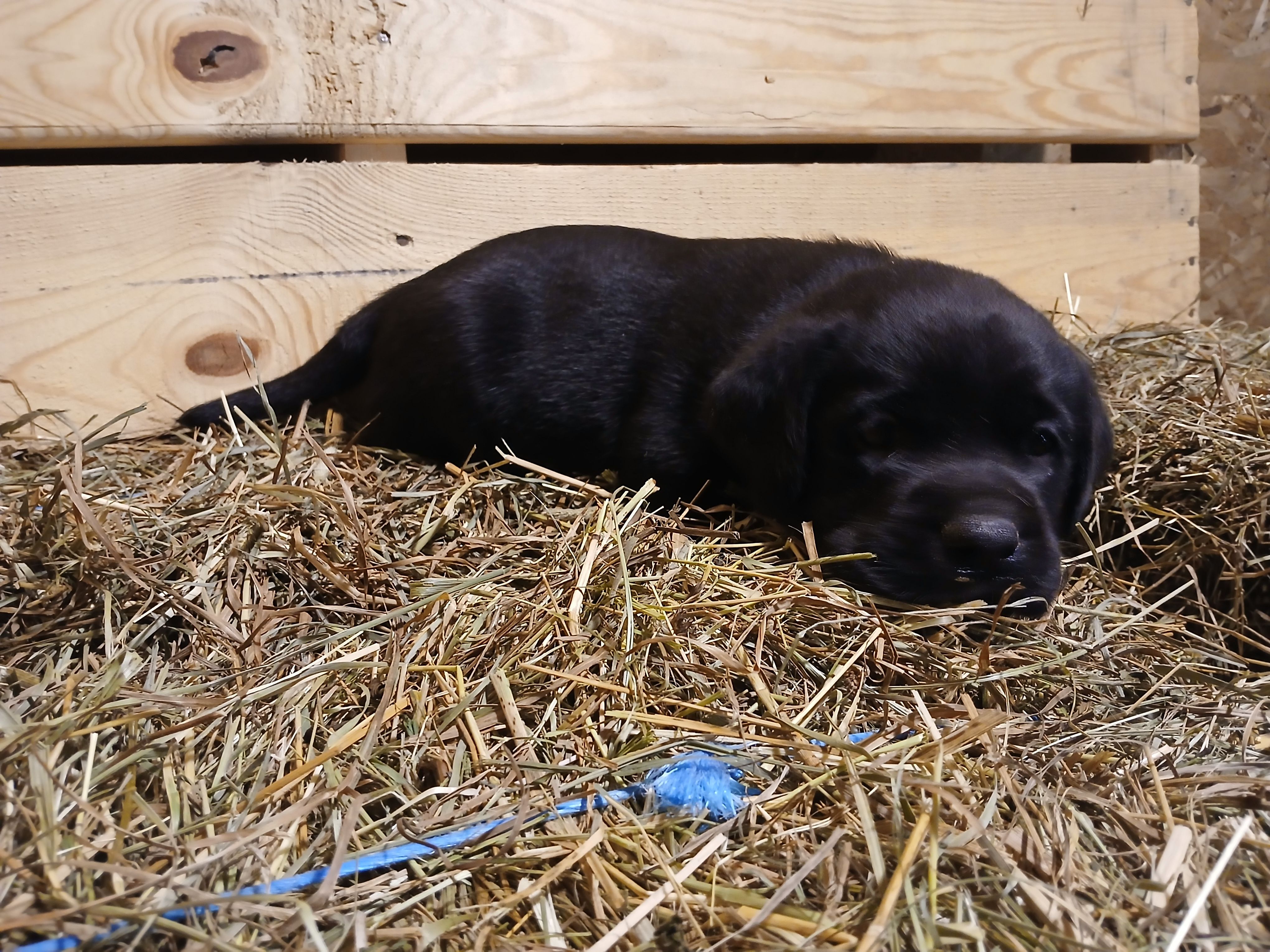 Cinder, a male Labrador Retriever for sale in Accident, MD – 4 of 6