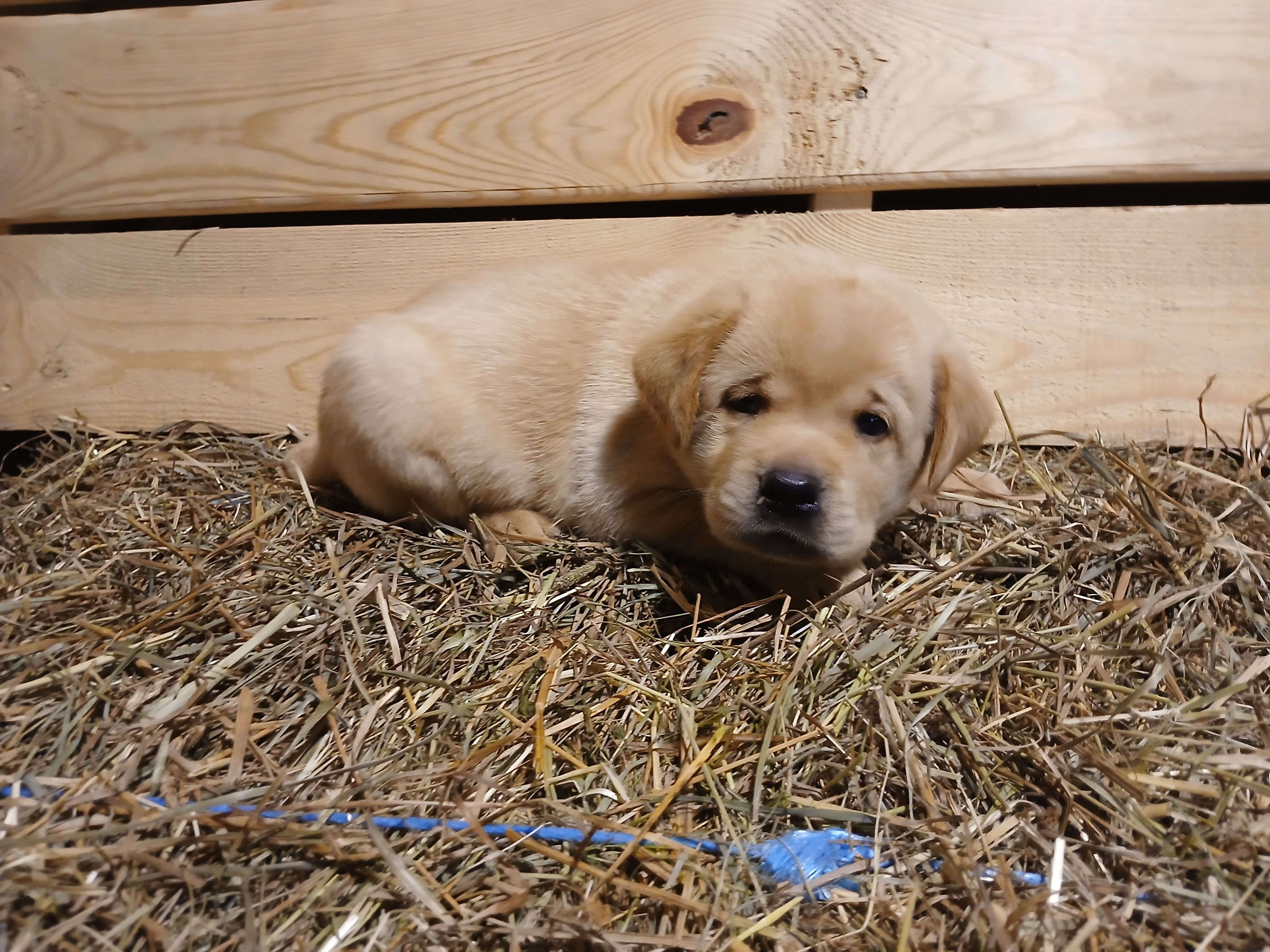 Ranger, a male Labrador Retriever for sale in Accident, MD – 3 of 6