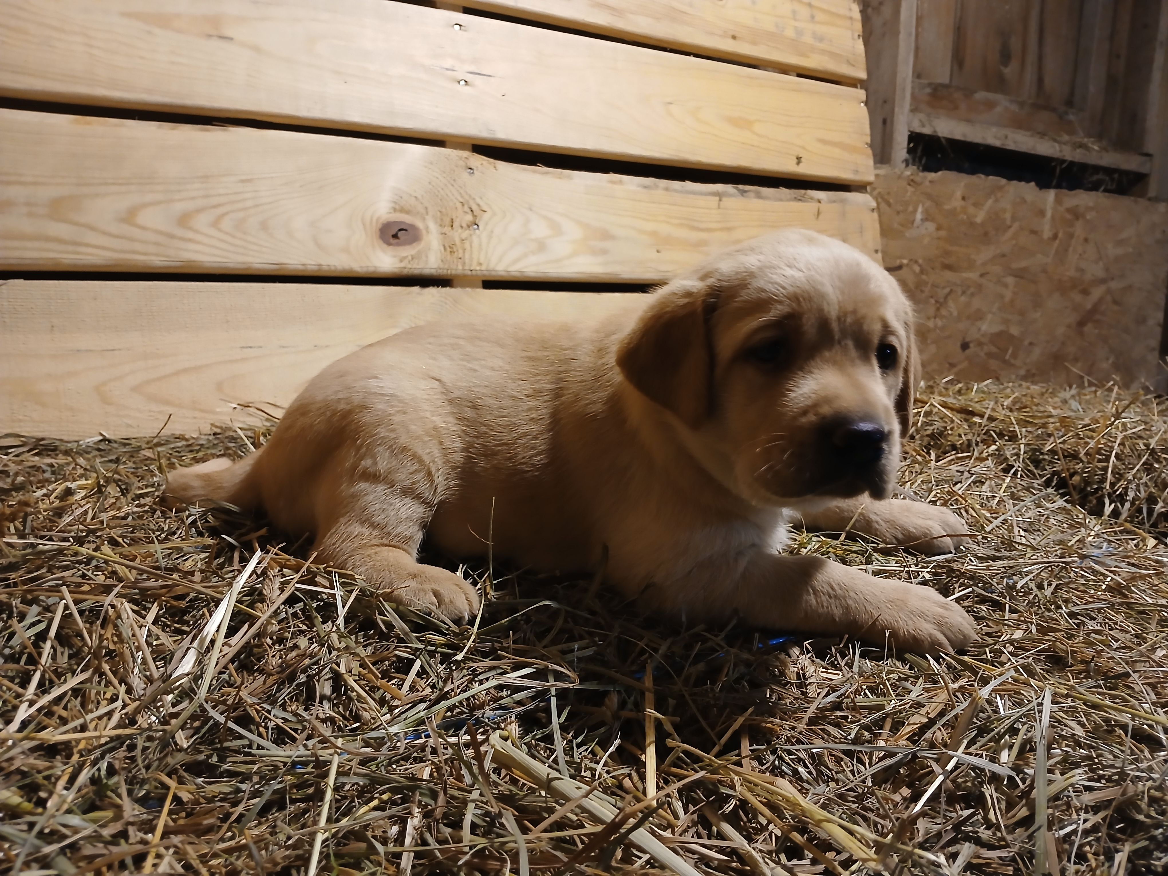 Chika, a female Labrador Retriever for sale in Accident, MD – 4 of 6