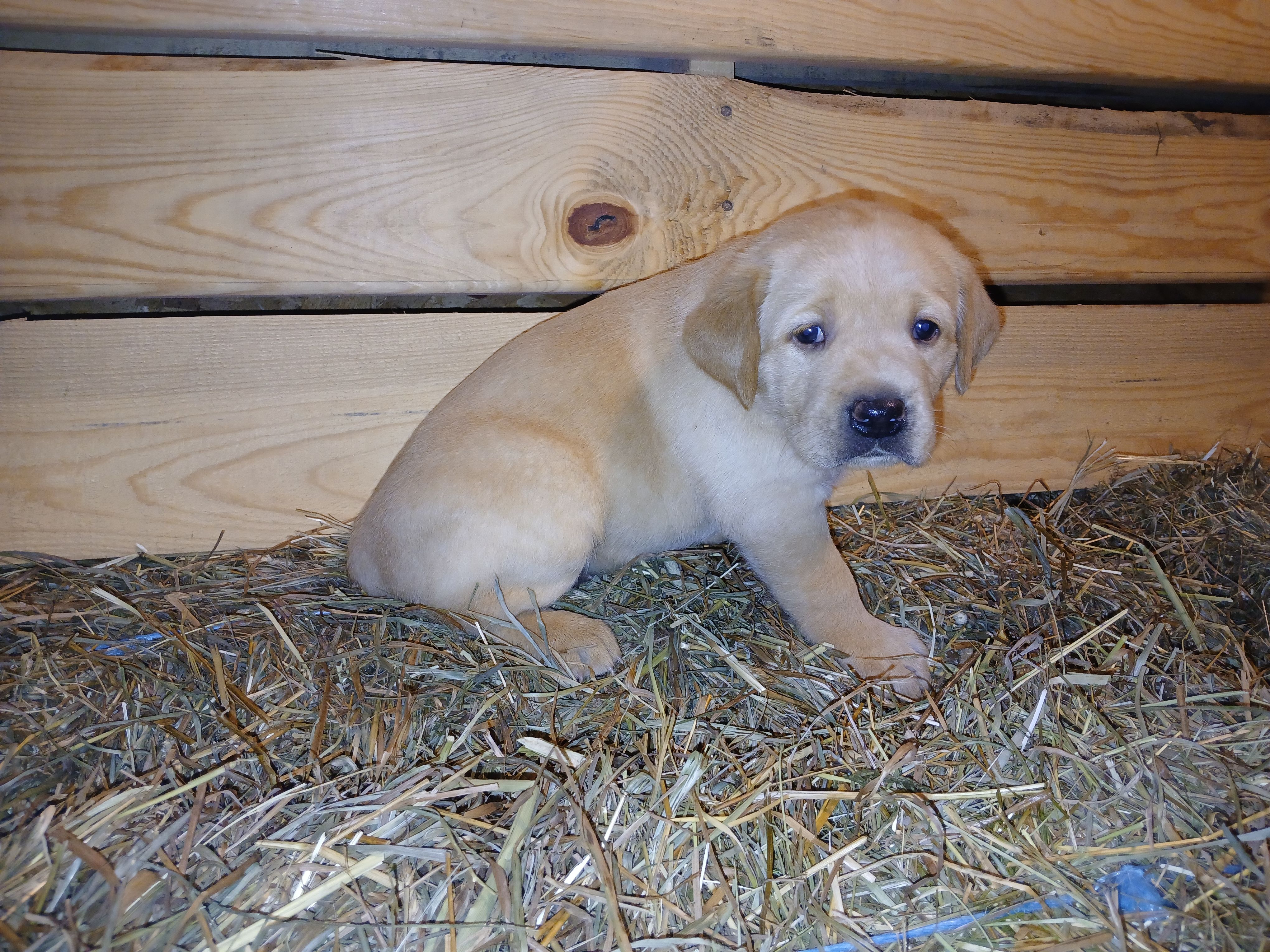 Chika, a female Labrador Retriever for sale in Accident, MD – 5 of 6