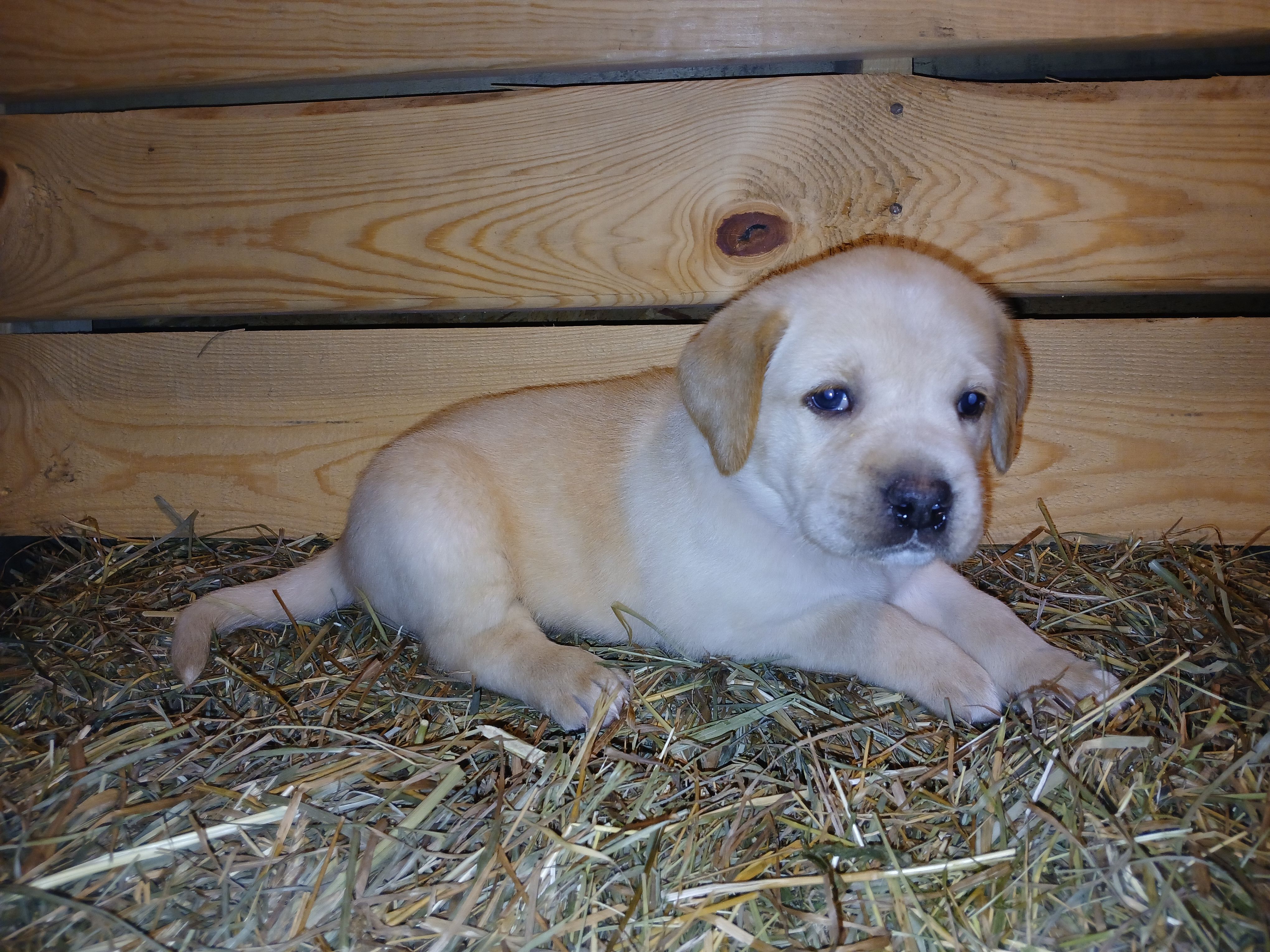 Rocket, a male Labrador Retriever for sale in Accident, MD – 3 of 6