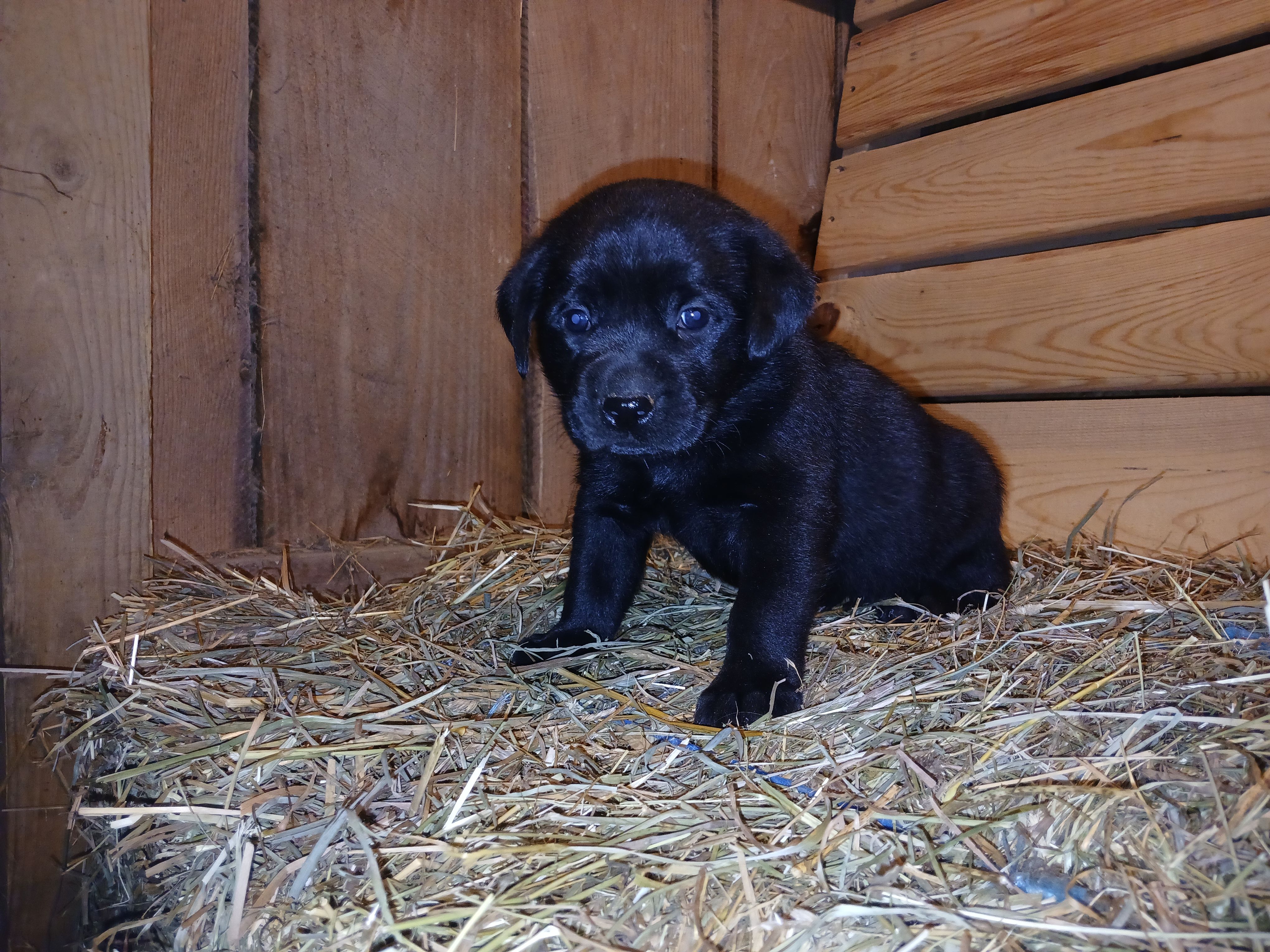 Shadow – Labrador Retriever puppy for sale in Accident, MD
