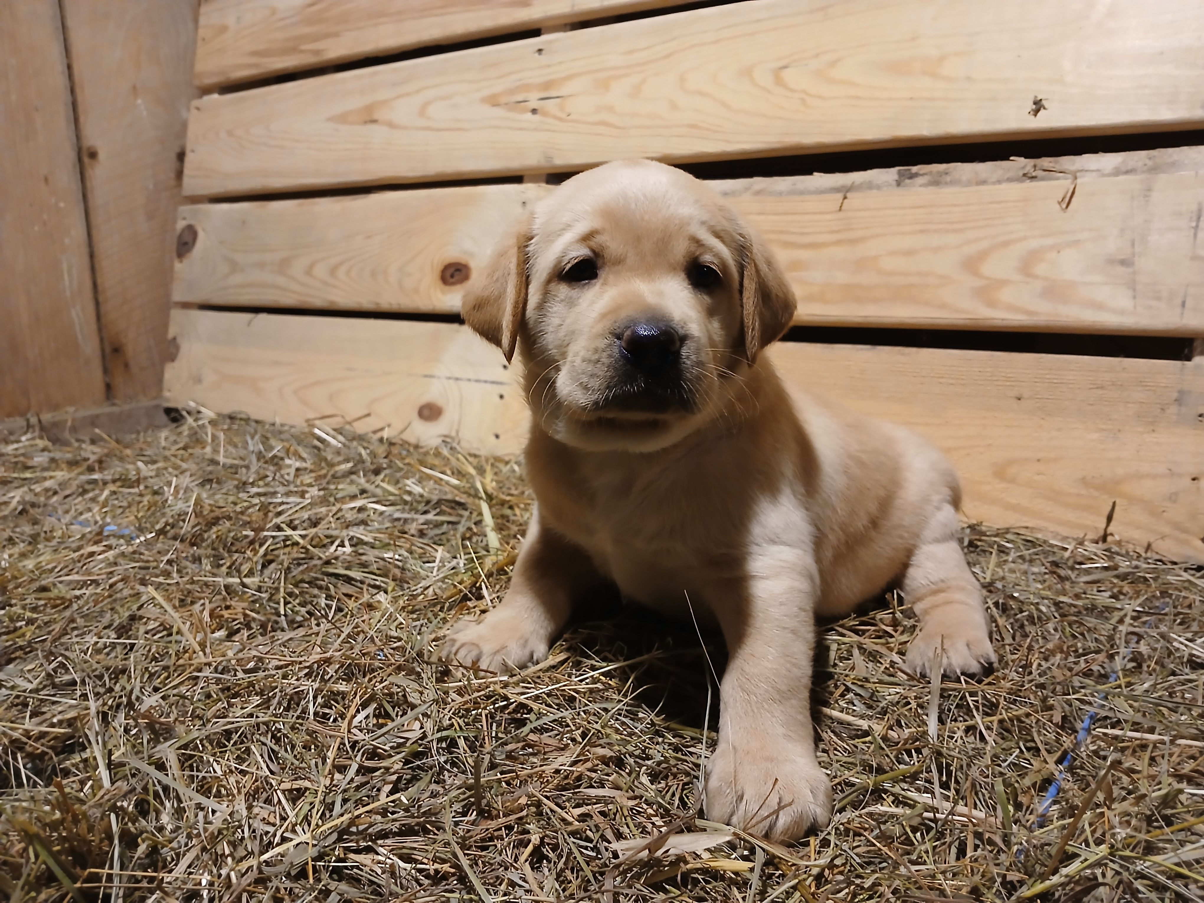Chika, a female Labrador Retriever for sale in Accident, MD – 3 of 6