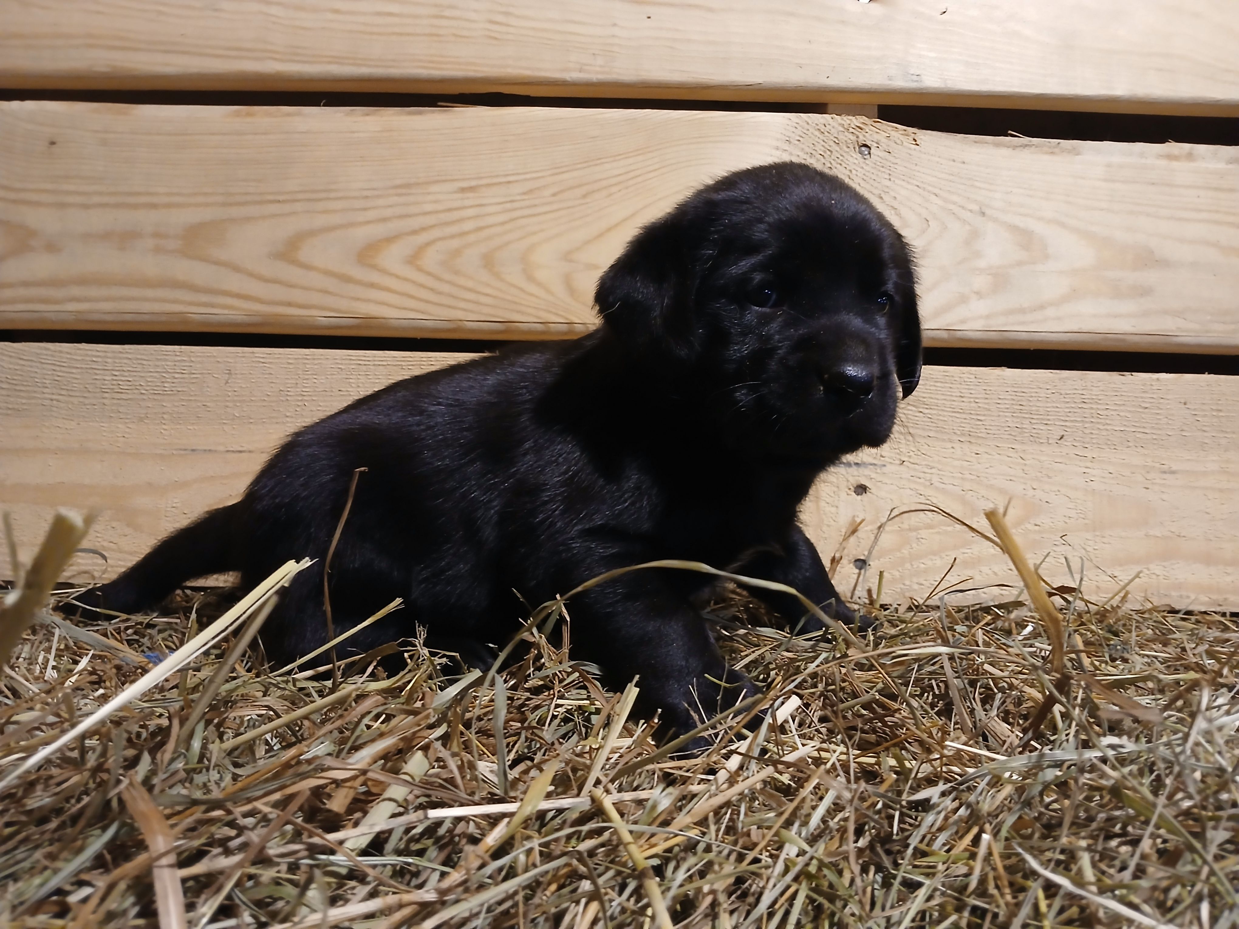 Jade, a female Labrador Retriever for sale in Accident, MD – 6 of 6