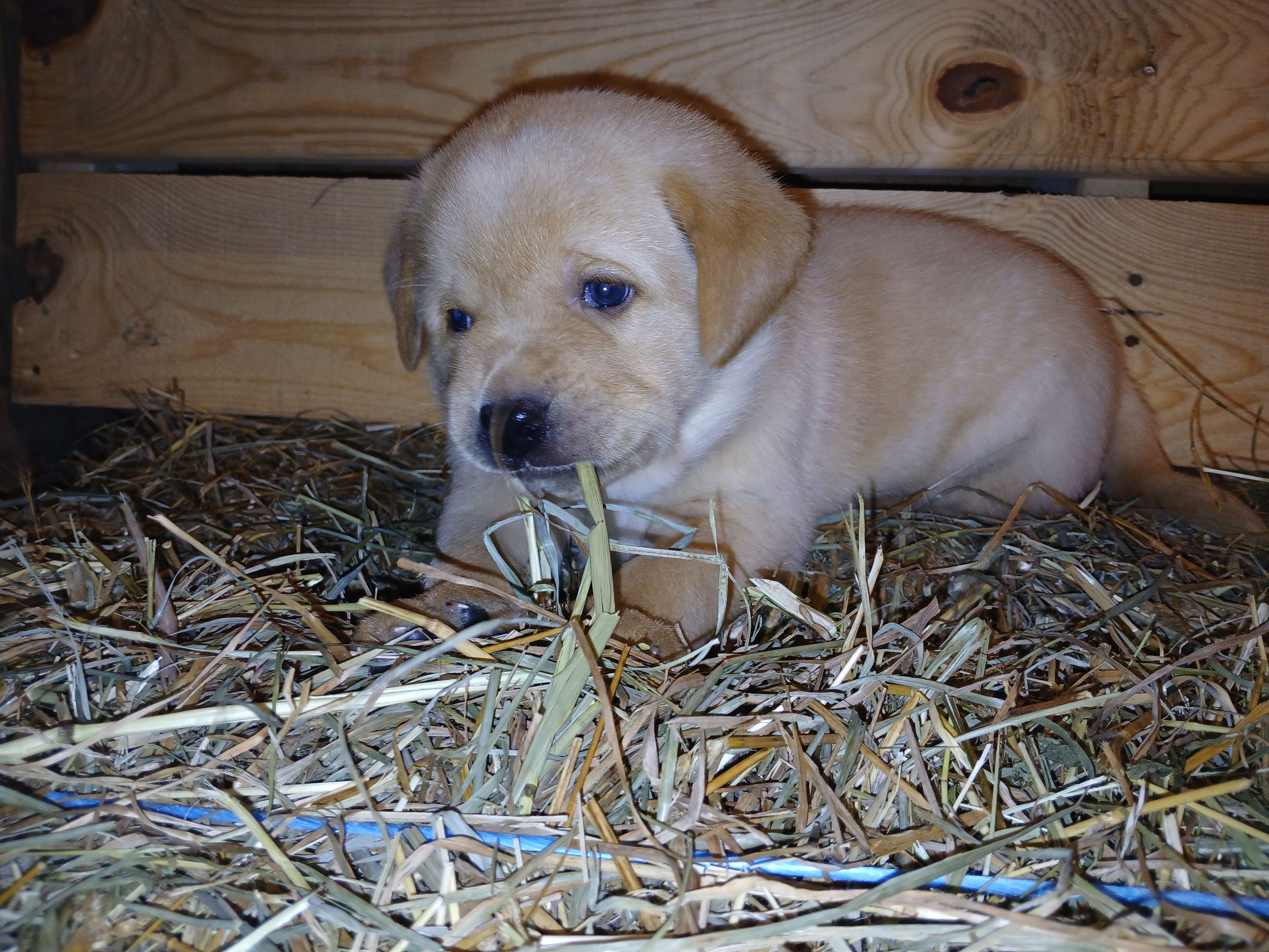 Ranger – Labrador Retriever puppy for sale in Accident, MD