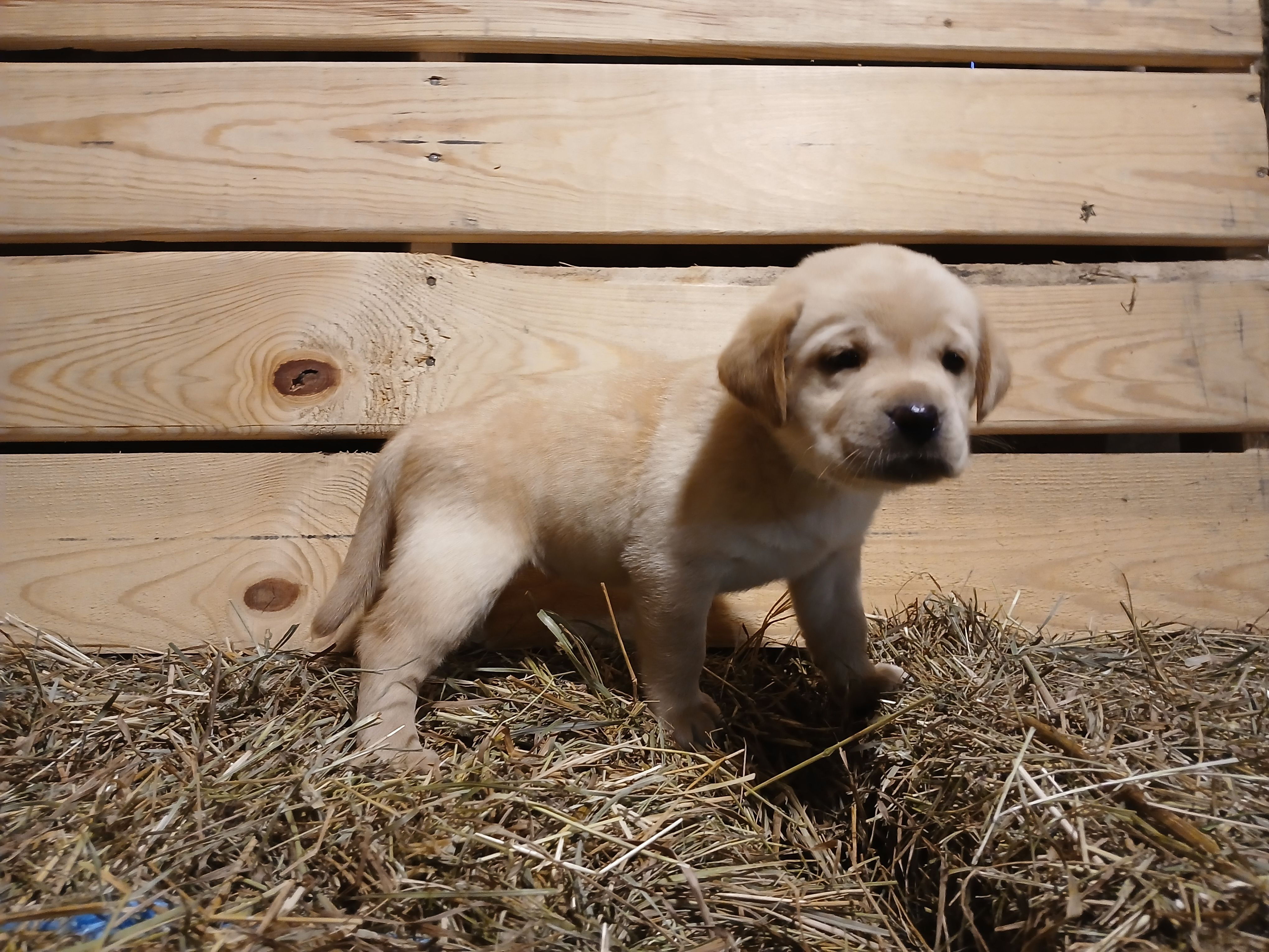Arrow, a female Labrador Retriever for sale in Accident, MD – 3 of 6