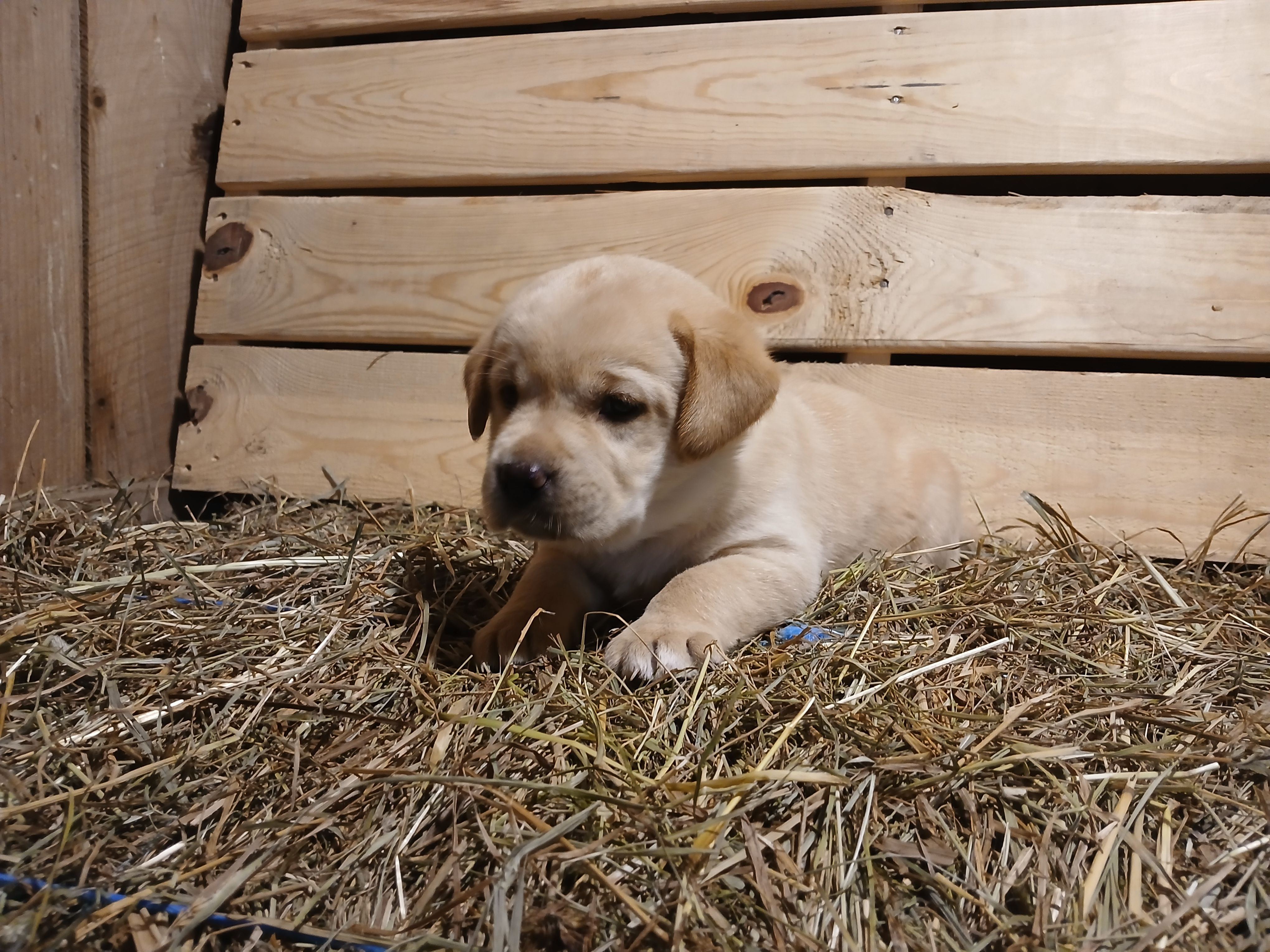 Arrow, a female Labrador Retriever for sale in Accident, MD – 5 of 6