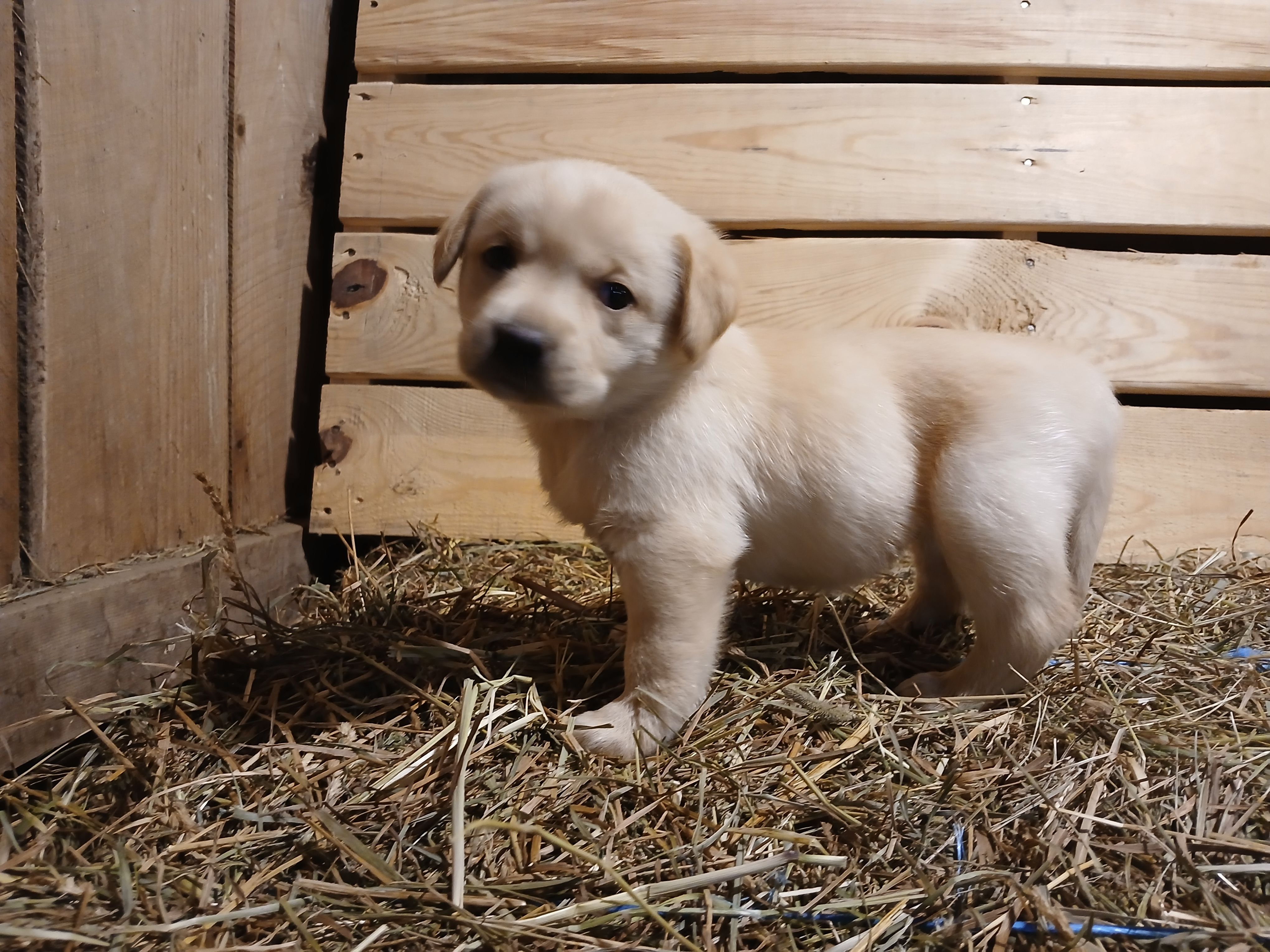 Aspen, a female Labrador Retriever for sale in Accident, MD – 6 of 6