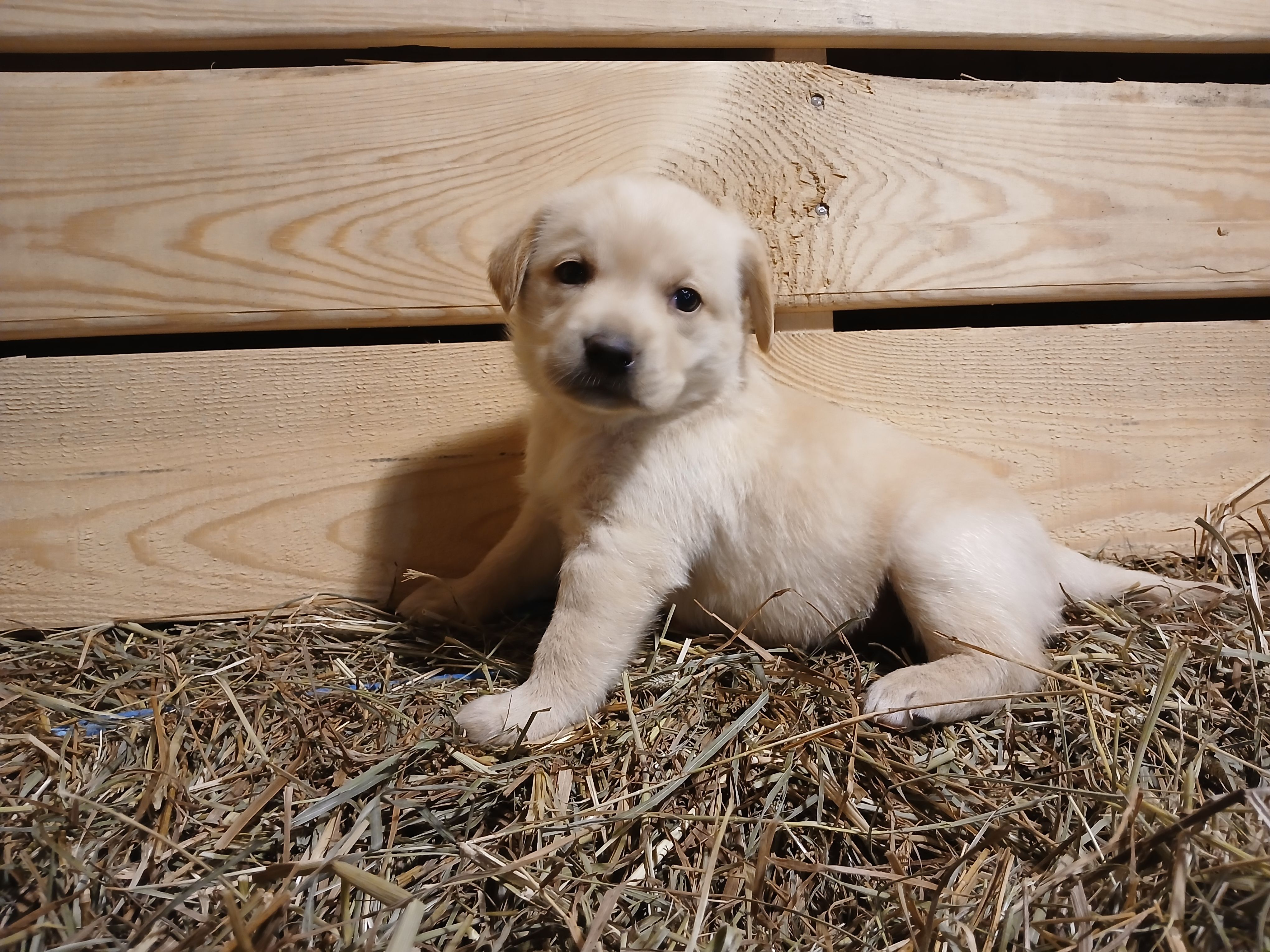 Aspen, a female Labrador Retriever for sale in Accident, MD – 5 of 6