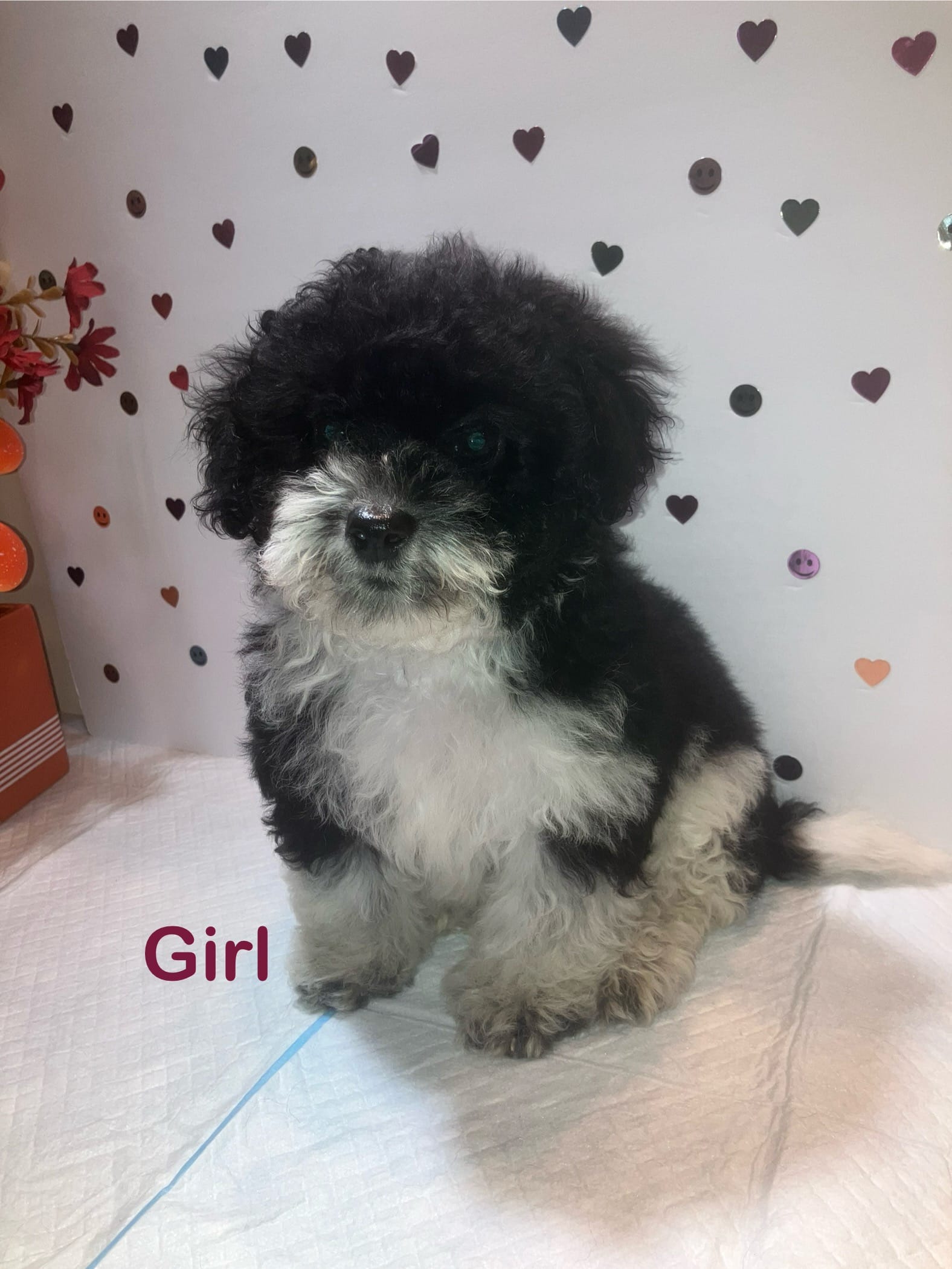 Spot – Yorkipoo puppy for sale in Winchester, VA