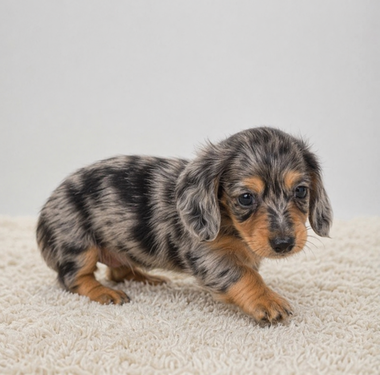 Willow – Miniature Dachshund puppy for sale in Atlanta, GA