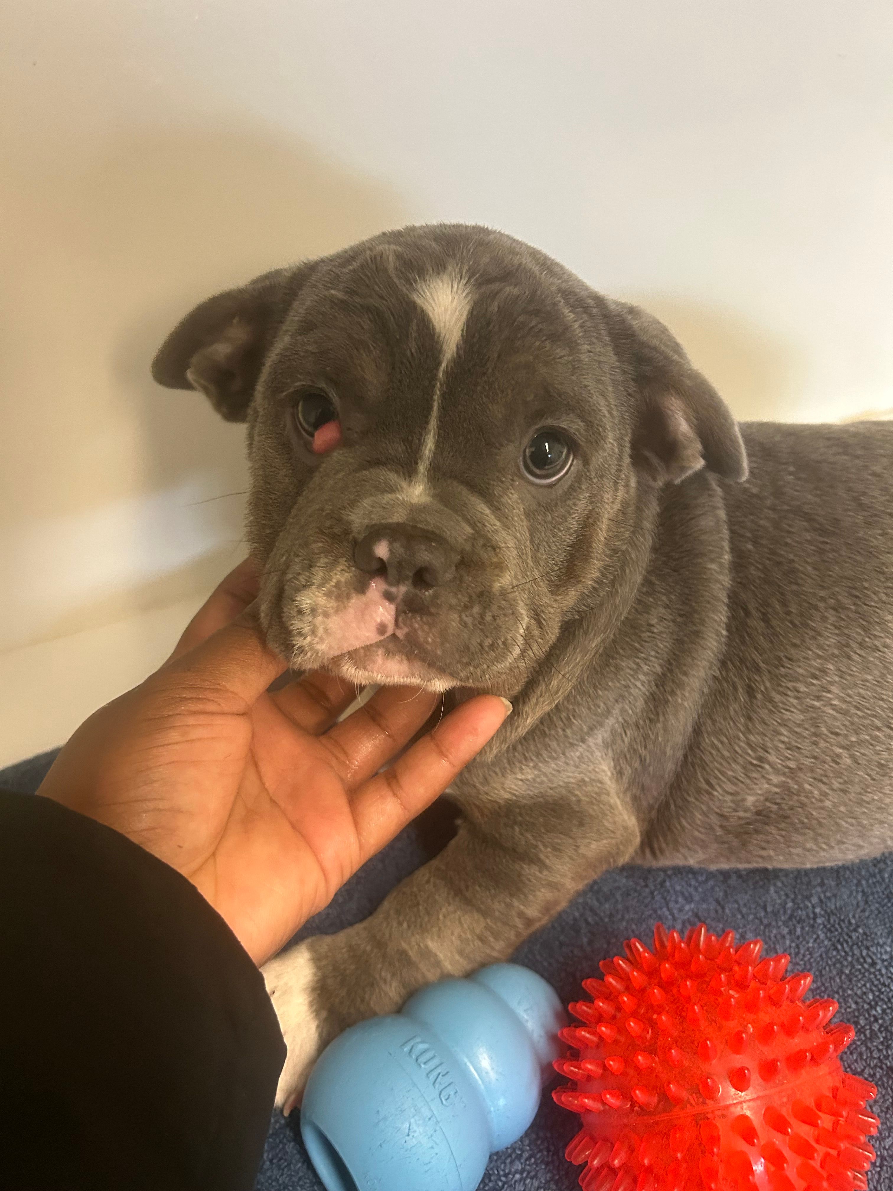 Chance  – English Bulldog puppy for sale in Whitman, MA