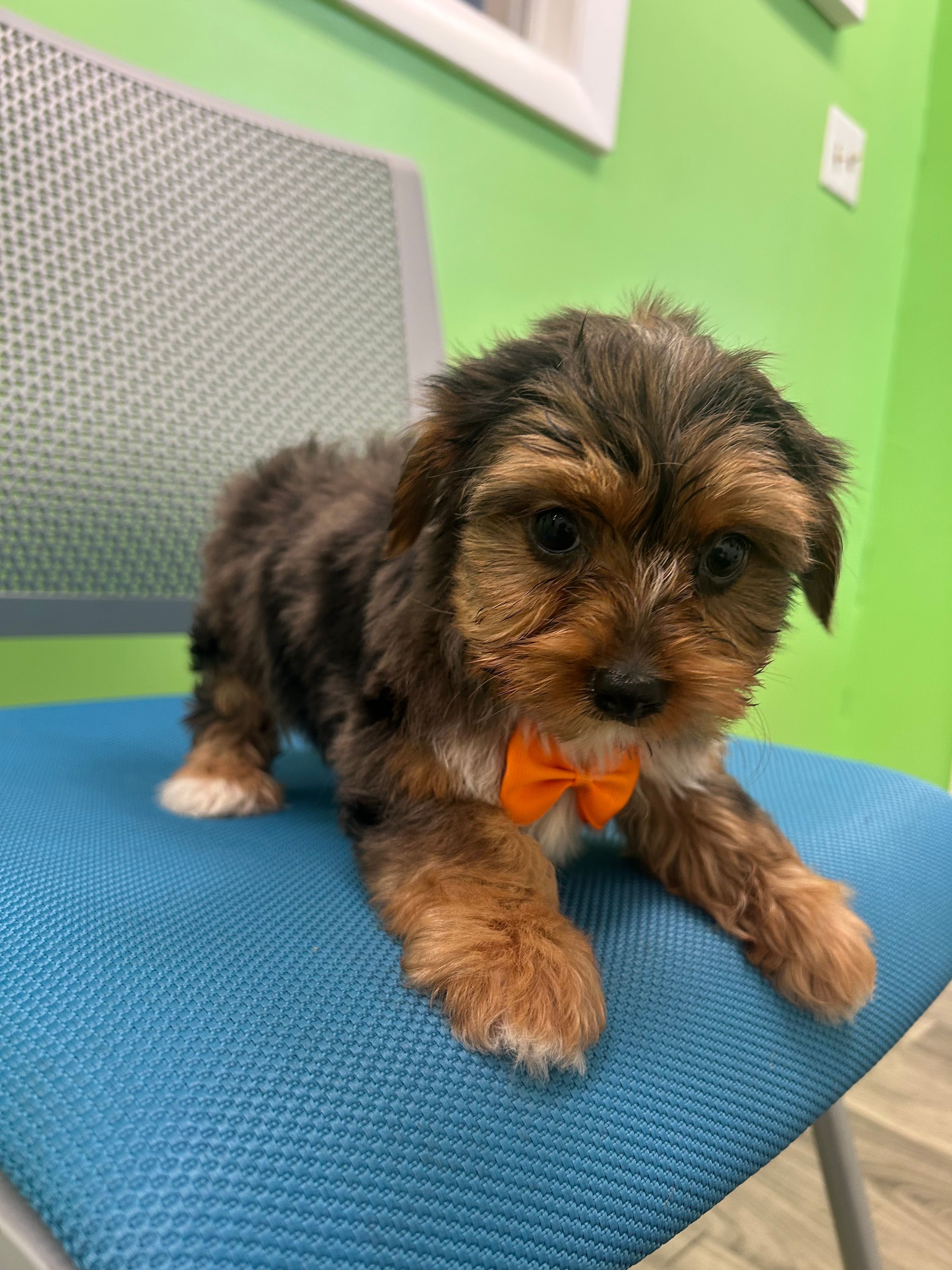 Jordan  – Yorkshire Terrier puppy for sale in Whitman, MA
