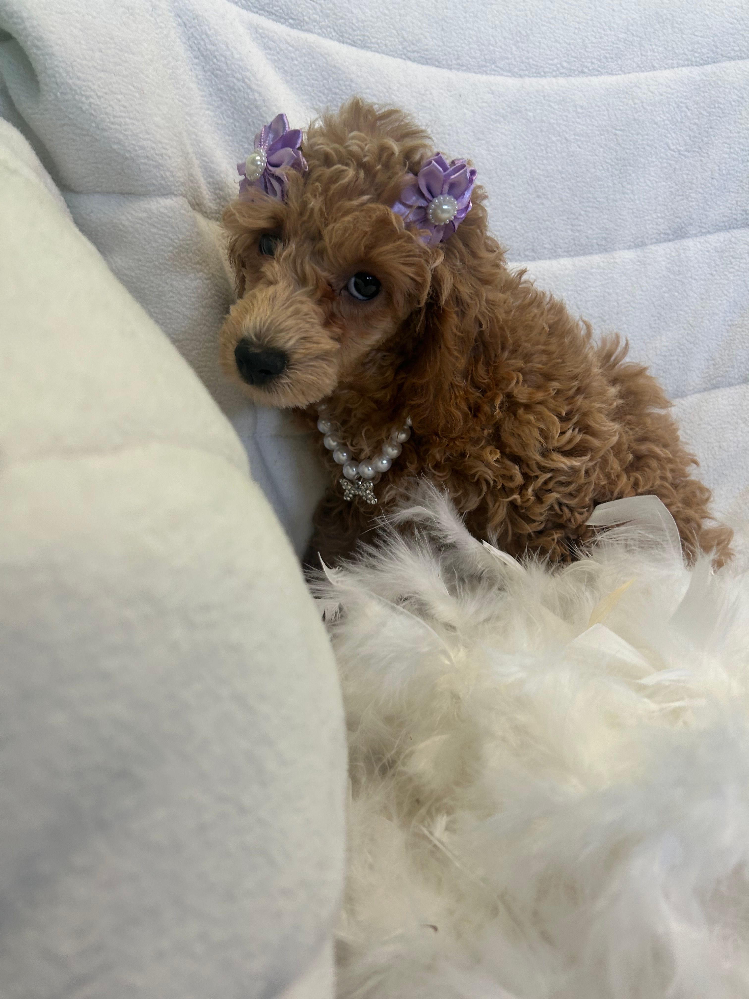 Maggie  – Poodle - Toy  puppy for sale in Whitman, MA